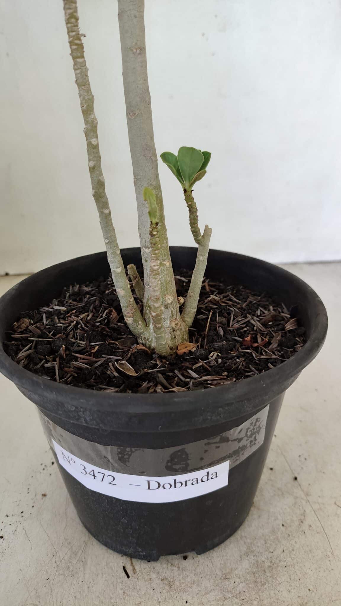 Planta Dobrada 3472 – 35cm – 03 anos - foto 7