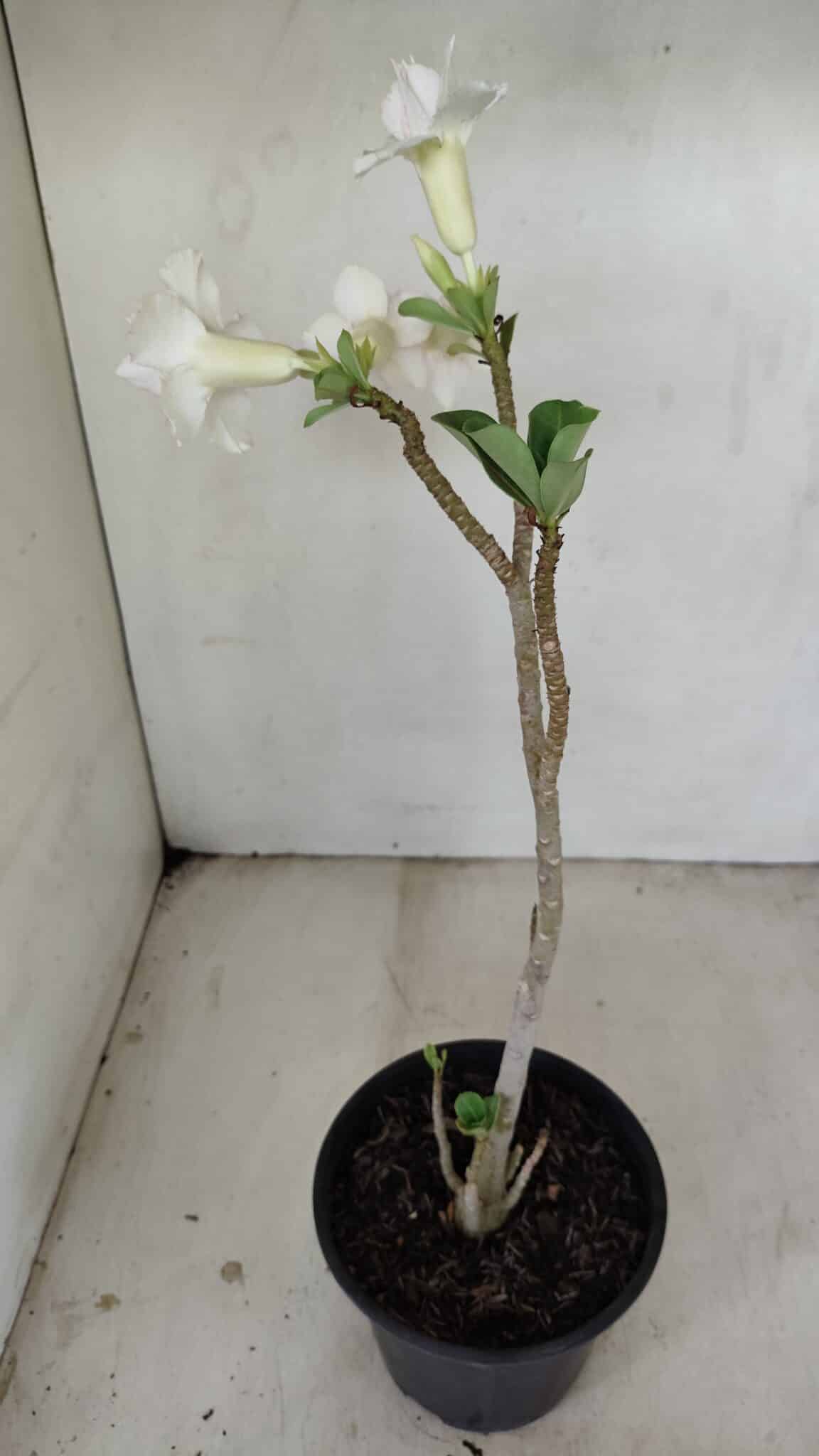 Planta Dobrada 3472 – 35cm – 03 anos - foto 6