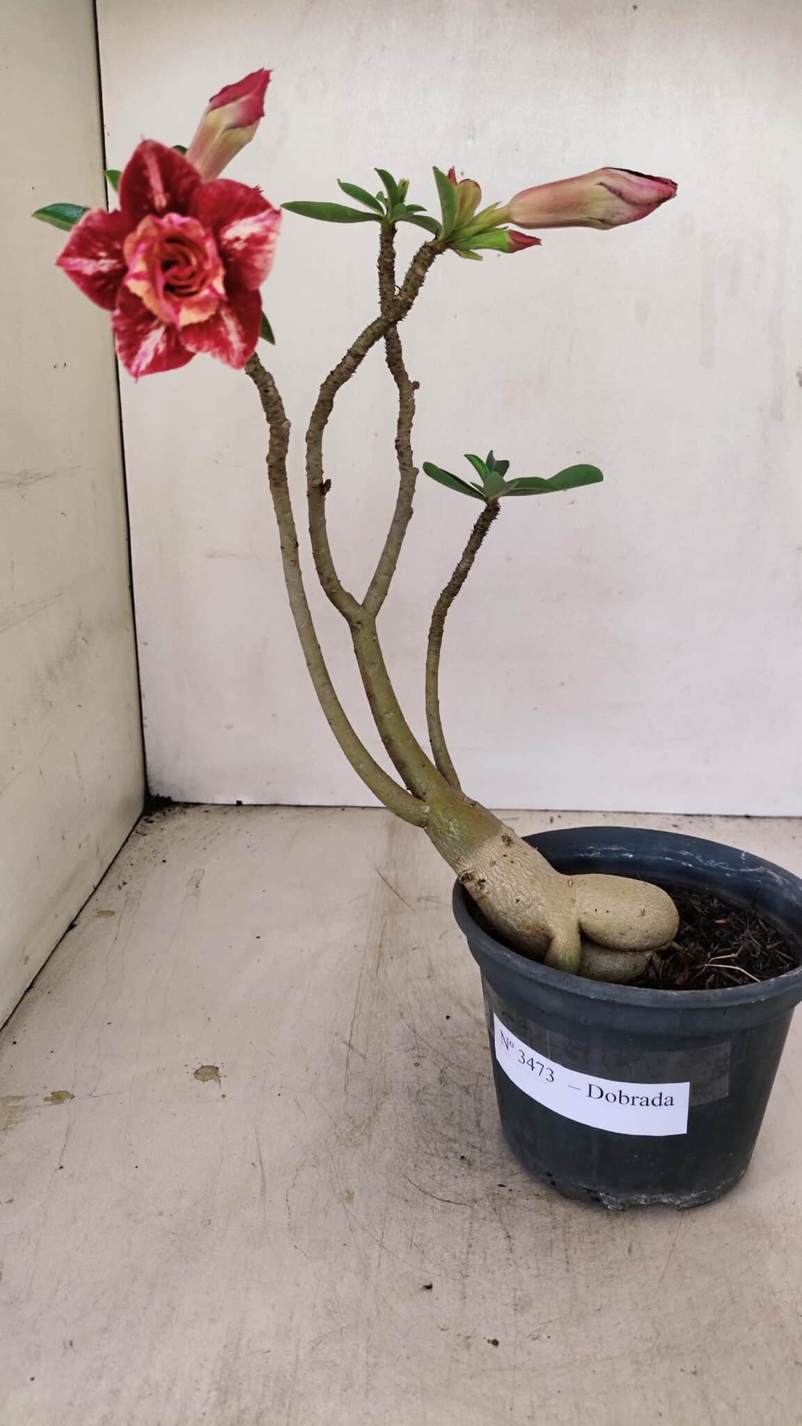 Planta Dobrada 3473 – 30cm – 02 anos - foto 2
