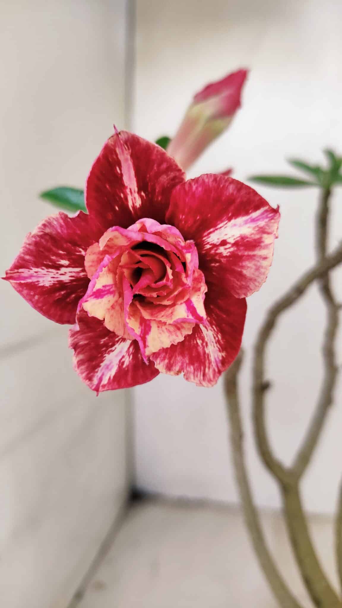 Planta Dobrada 3473 – 30cm – 02 anos - foto 6