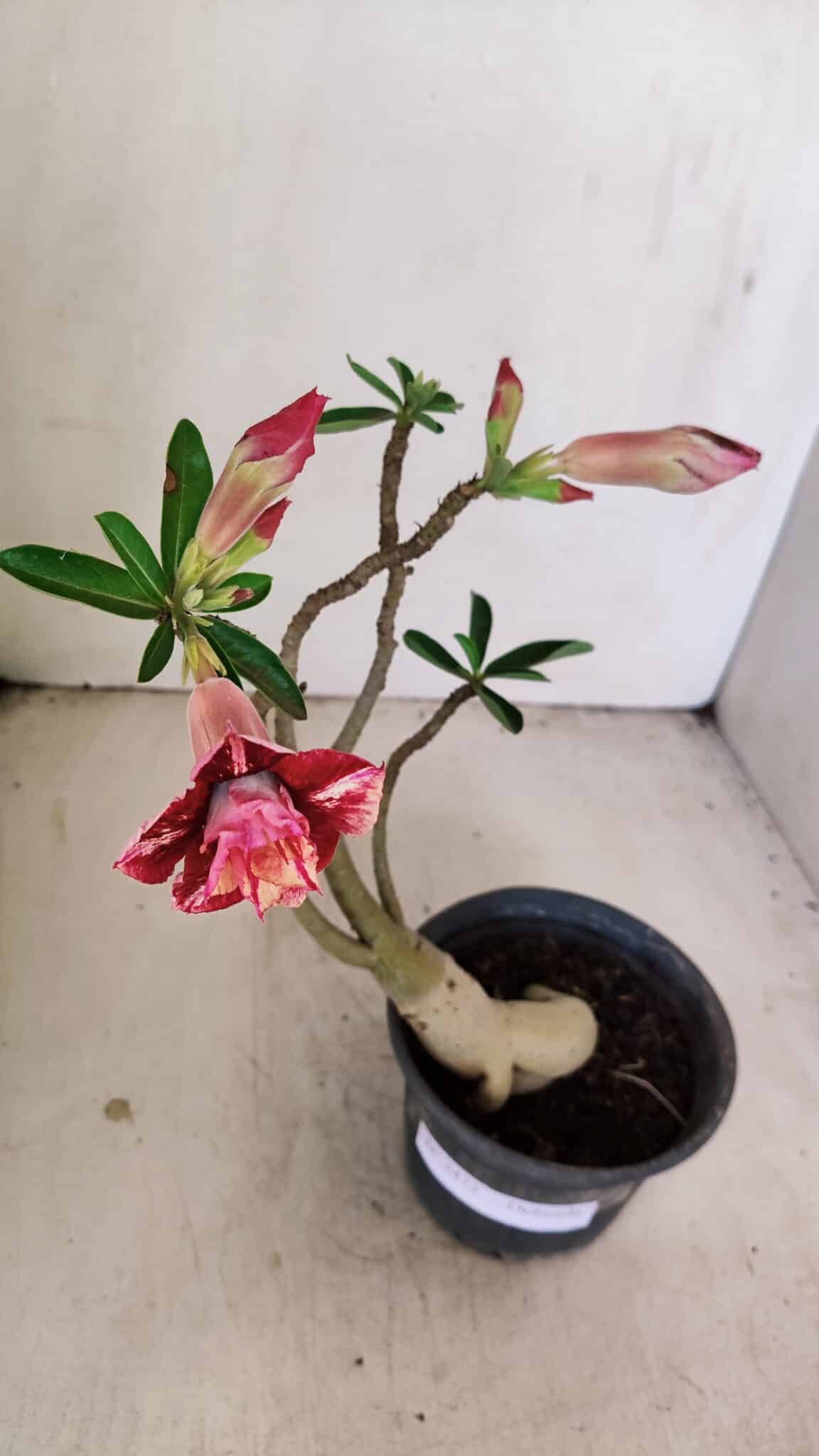 Planta Dobrada 3473 – 30cm – 02 anos - foto 4