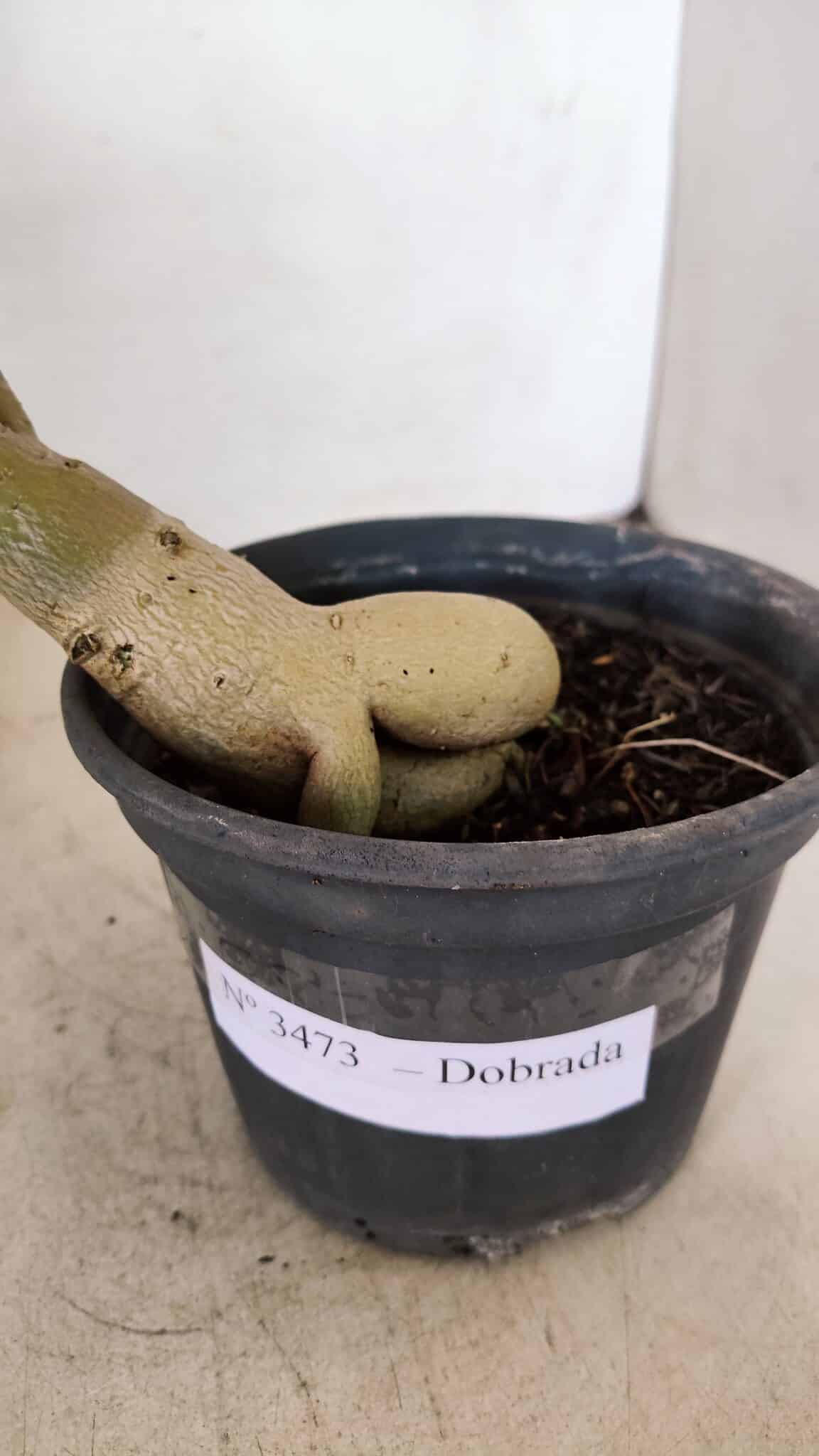 Planta Dobrada 3473 – 30cm – 02 anos - foto 9