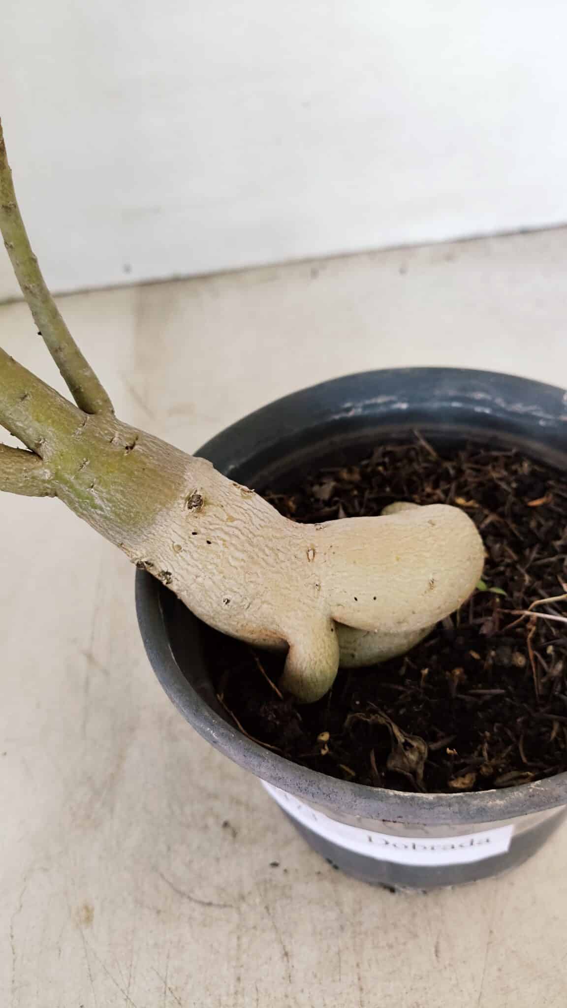 Planta Dobrada 3473 – 30cm – 02 anos - foto 8