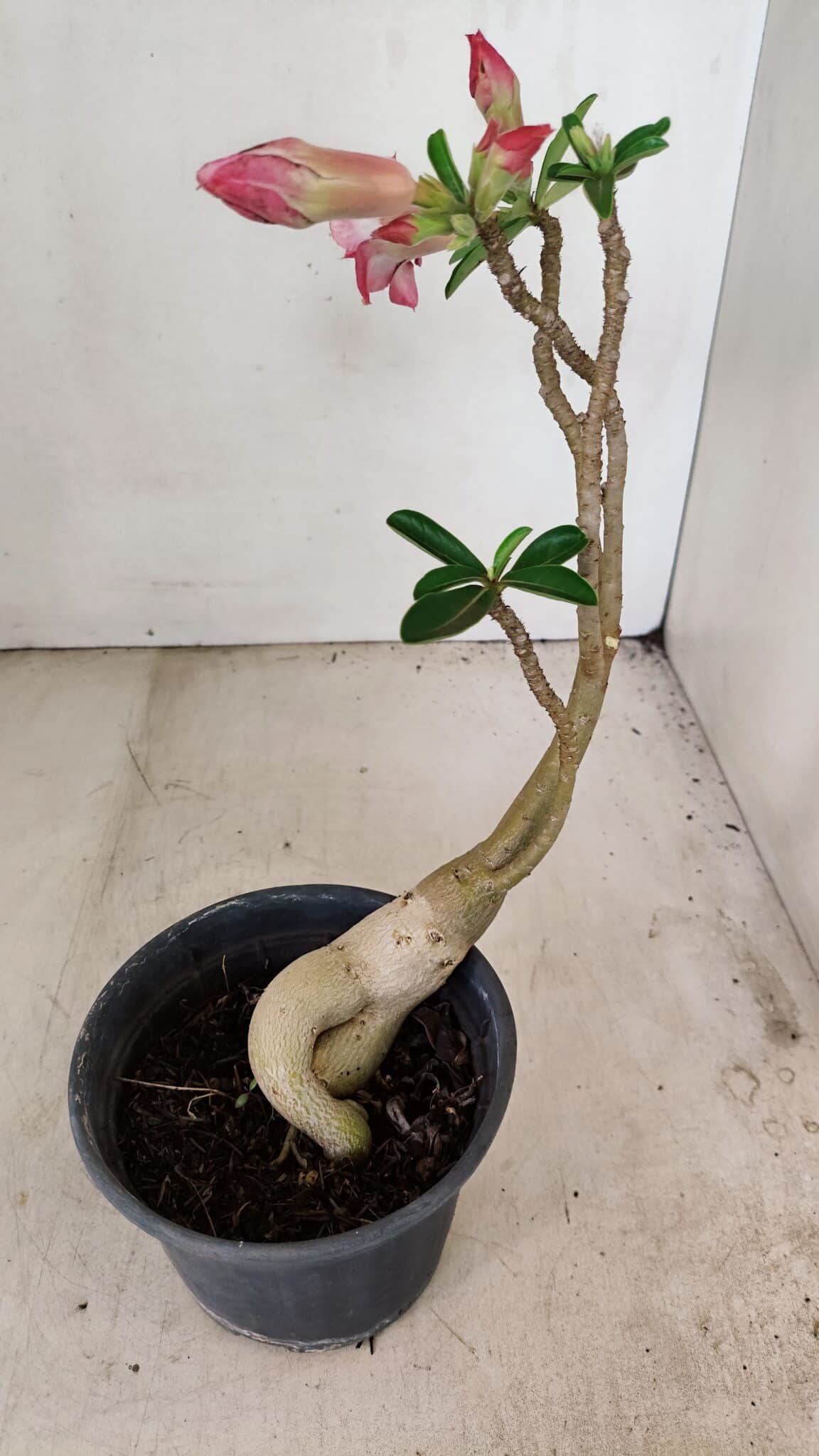 Planta Dobrada 3473 – 30cm – 02 anos - foto 7