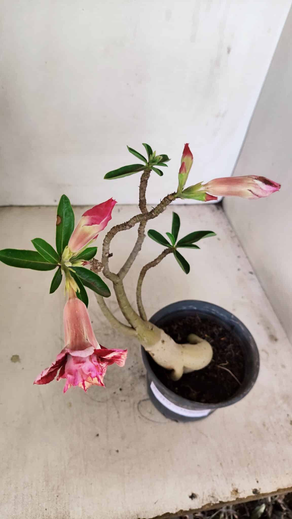 Planta Dobrada 3473 – 30cm – 02 anos - foto 5