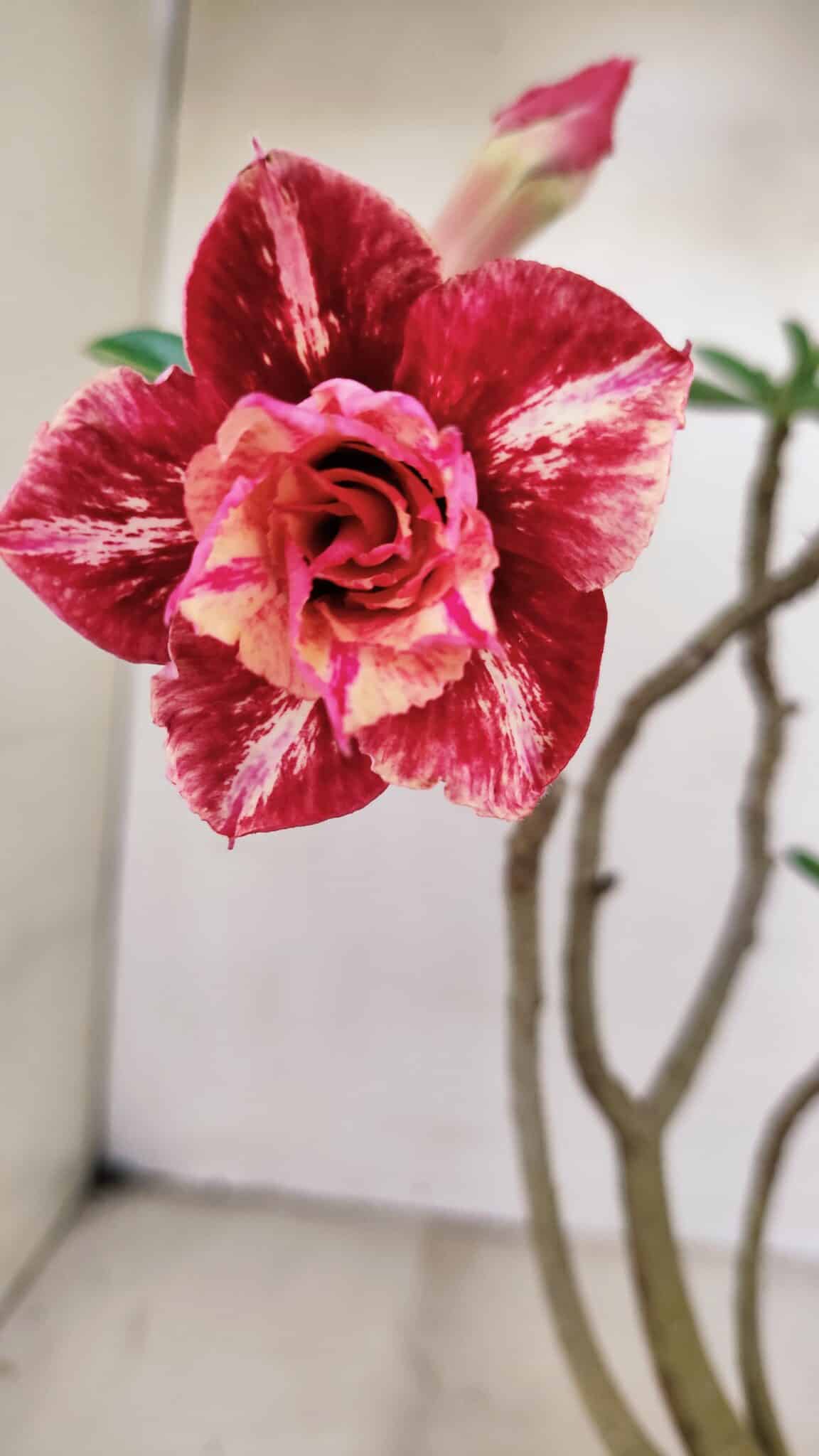 Planta Dobrada 3473 – 30cm – 02 anos - foto 3