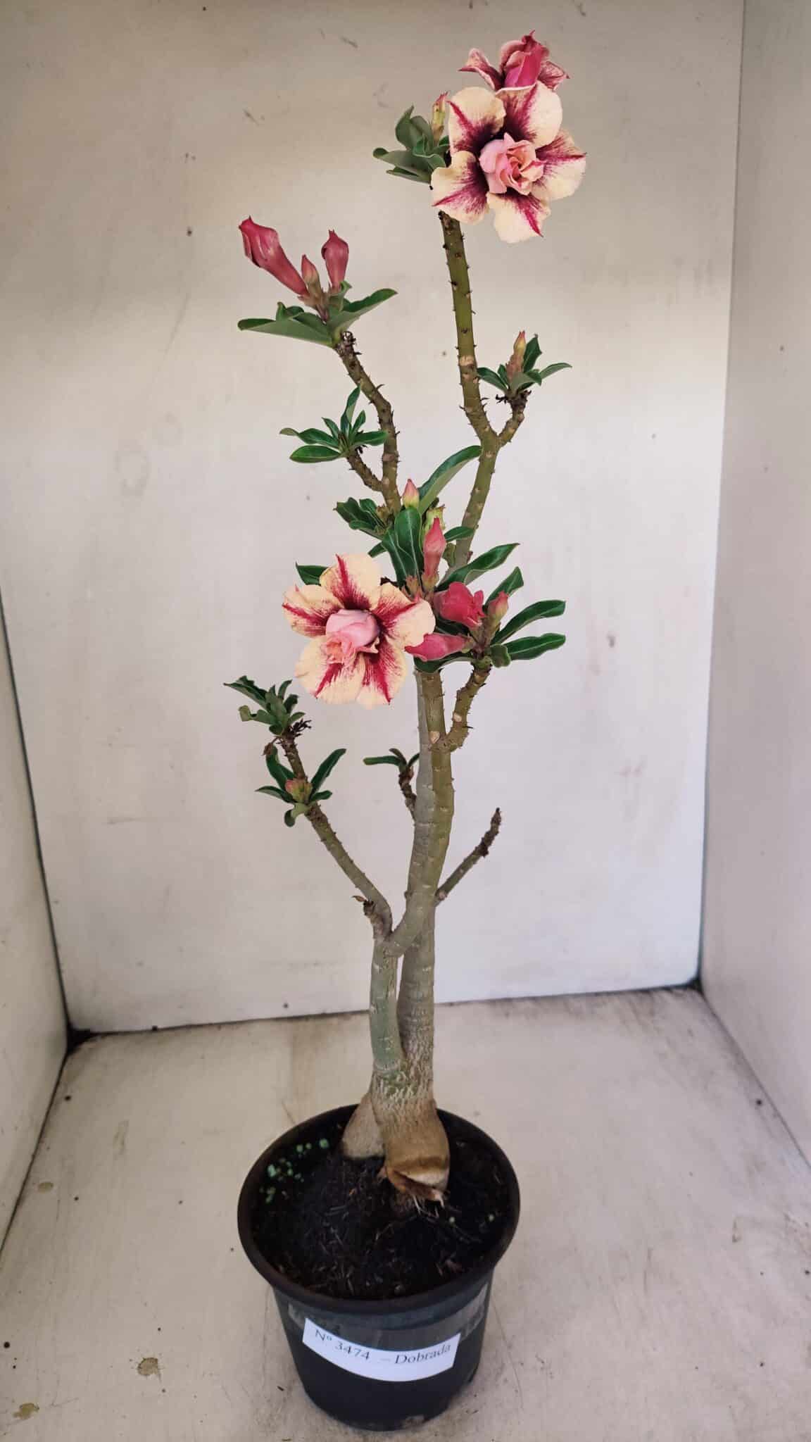Planta Dobrada 3474 – 35cm – 03 anos - foto 2