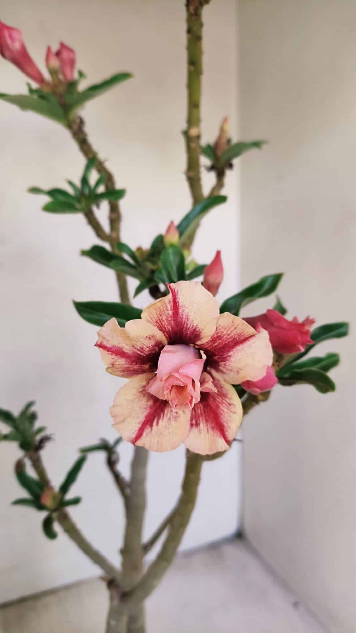 Planta Dobrada 3474 – 35cm – 03 anos - foto 4