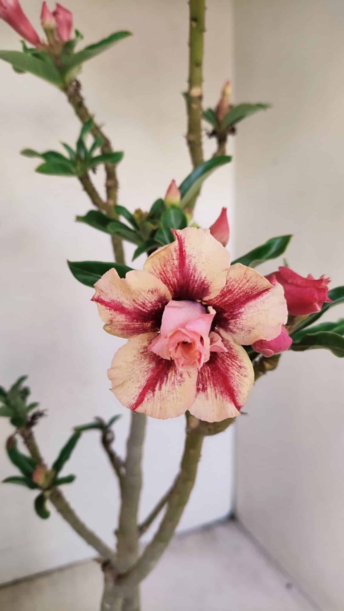 Planta Dobrada 3474 – 35cm – 03 anos - foto 3