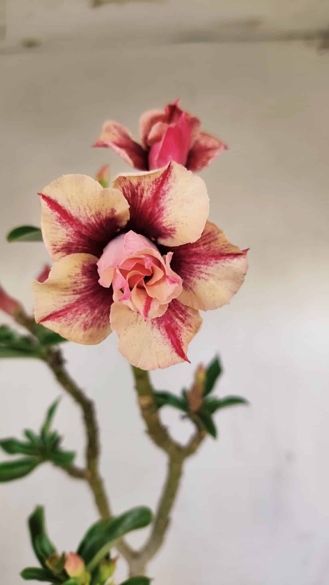 Planta Dobrada 3474 – 35cm – 03 anos - foto 5