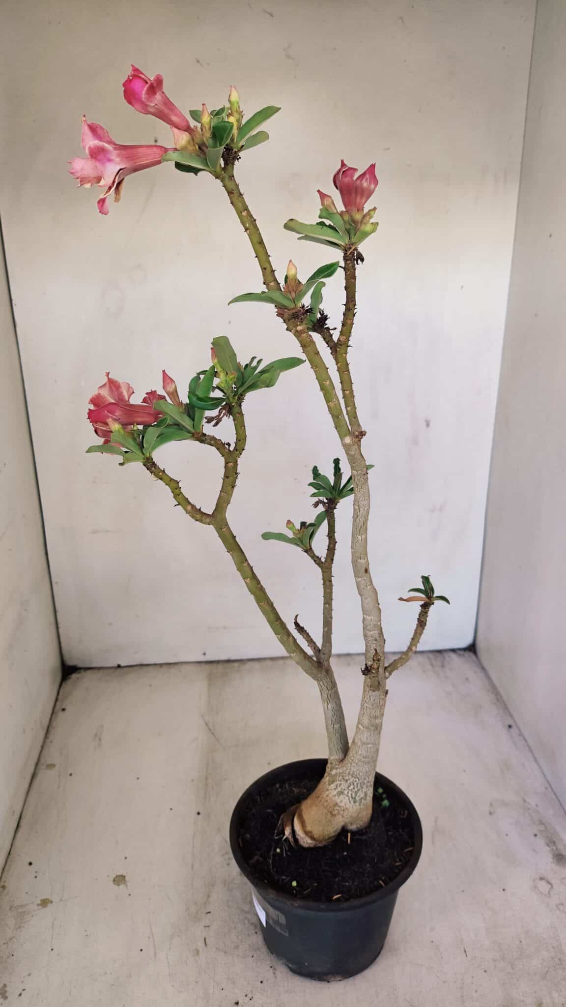 Planta Dobrada 3474 – 35cm – 03 anos - foto 6