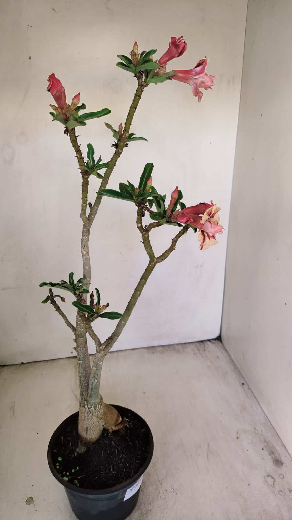 Planta Dobrada 3474 – 35cm – 03 anos - foto 7