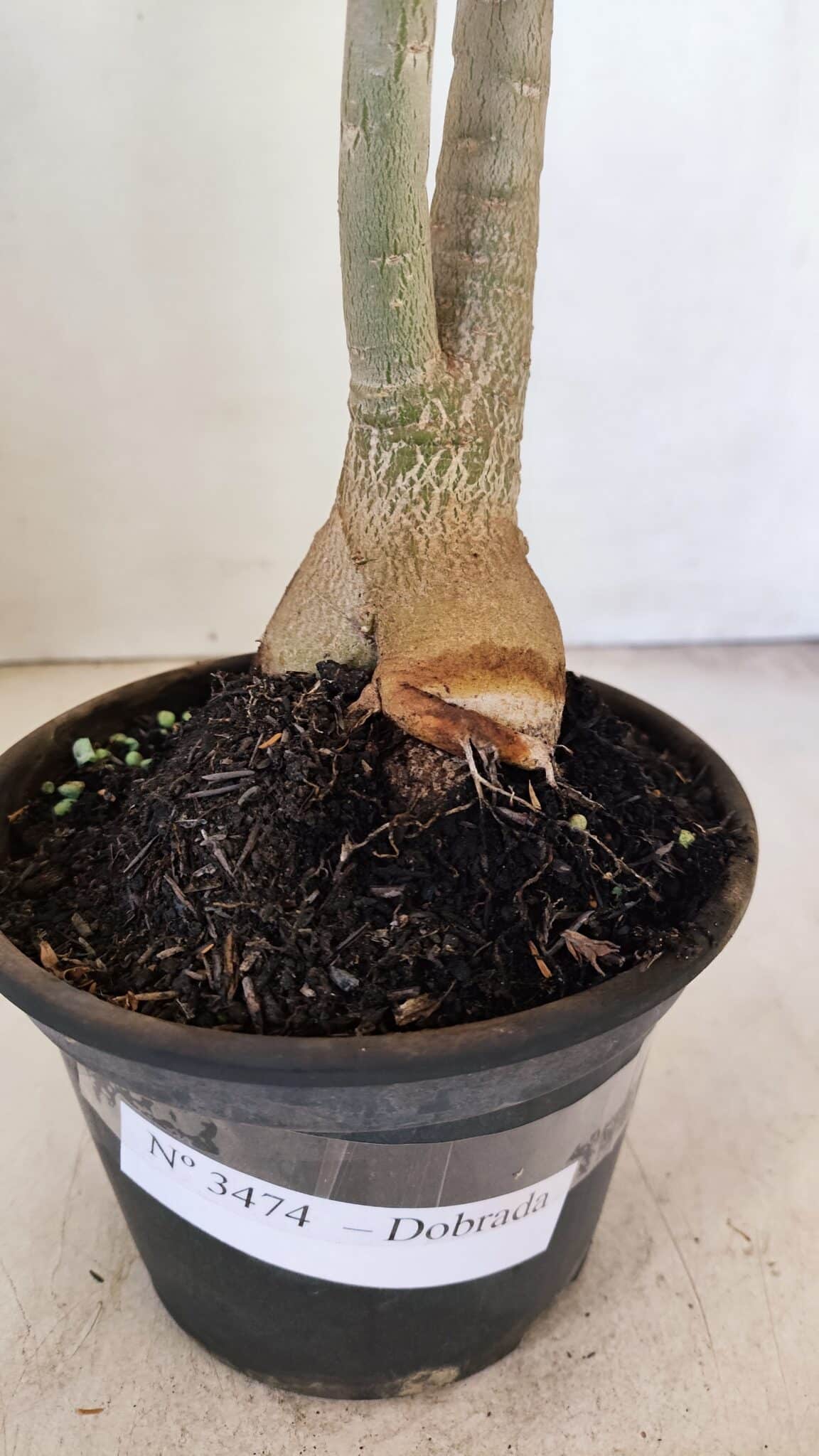 Planta Dobrada 3474 – 35cm – 03 anos - foto 8