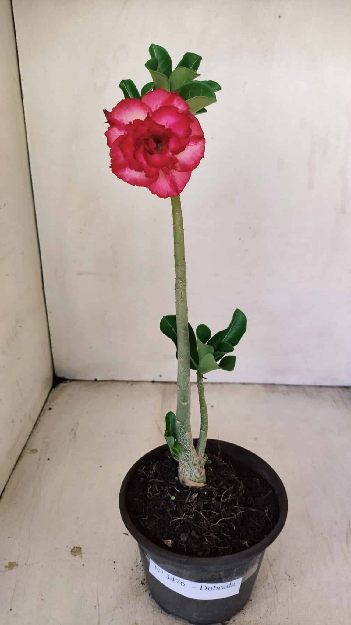 Planta Dobrada 3476 – 30cm – 02 anos - foto 2