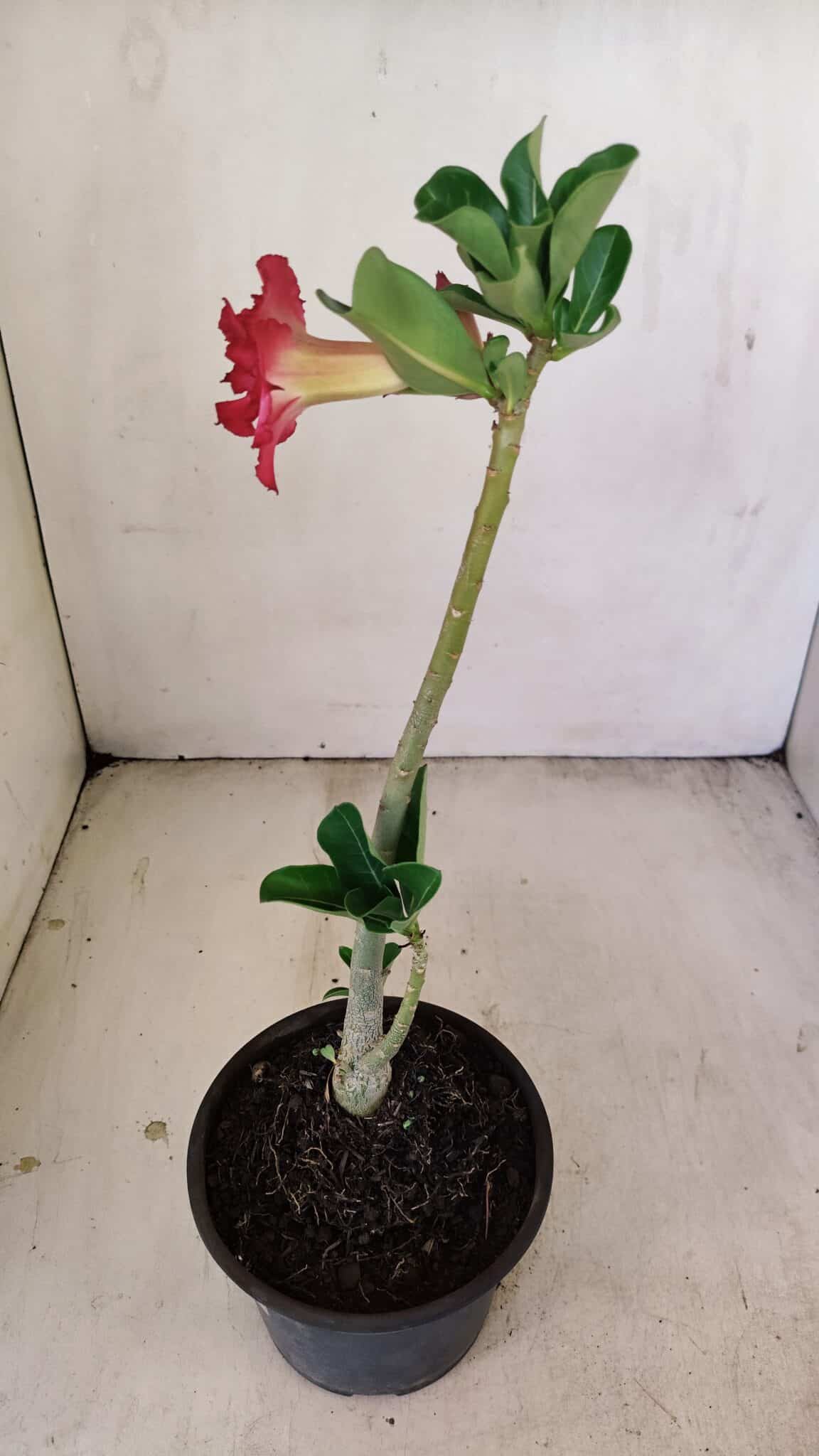 Planta Dobrada 3476 – 30cm – 02 anos - foto 7