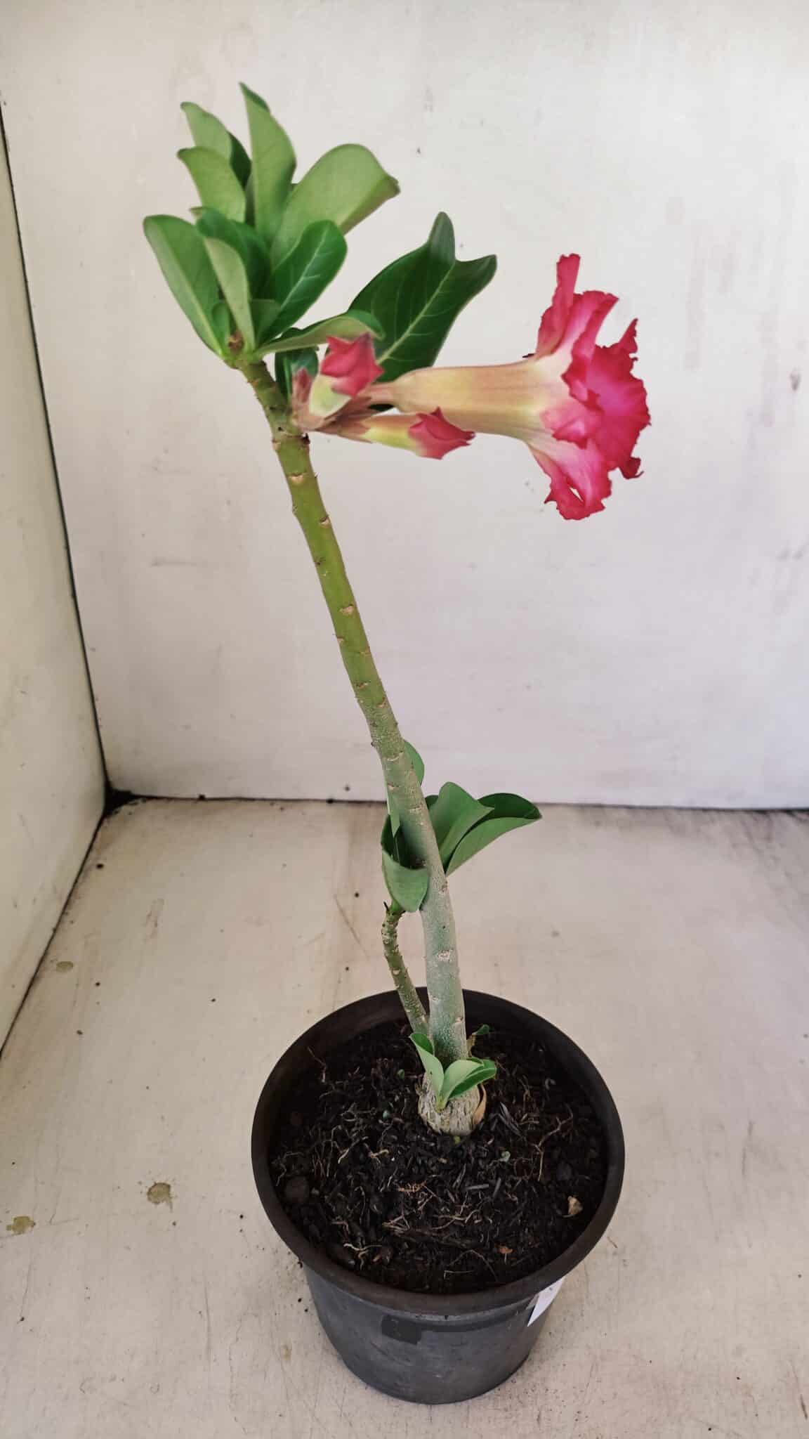 Planta Dobrada 3476 – 30cm – 02 anos - foto 6