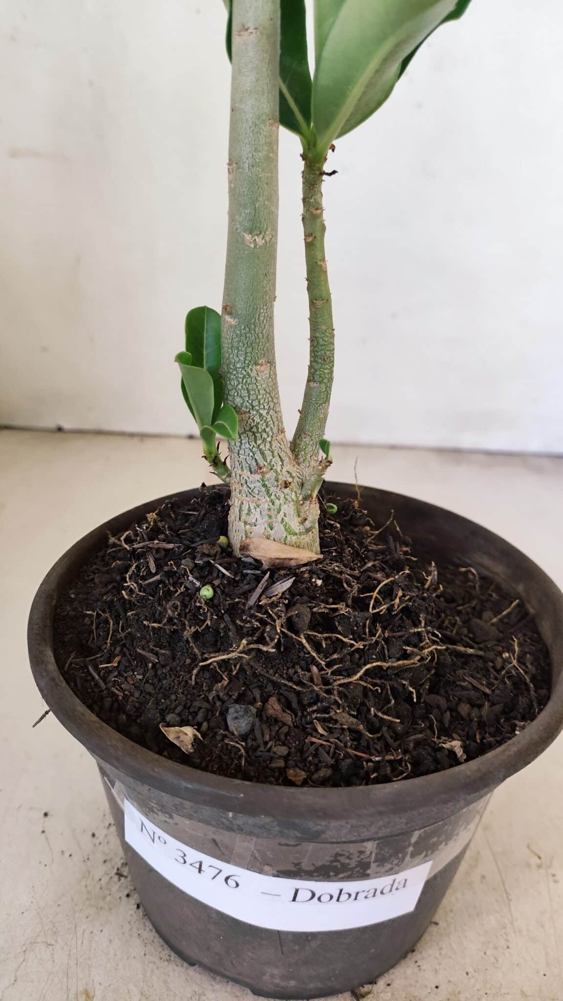Planta Dobrada 3476 – 30cm – 02 anos - foto 5