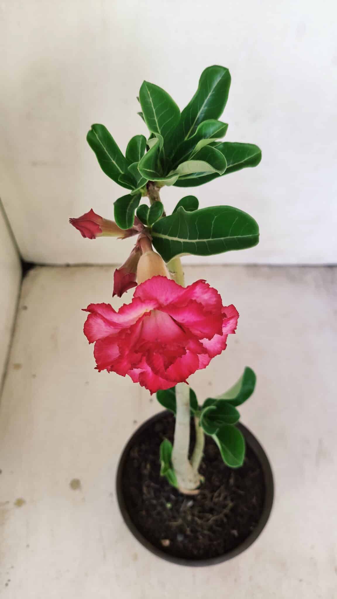 Planta Dobrada 3476 – 30cm – 02 anos - foto 4