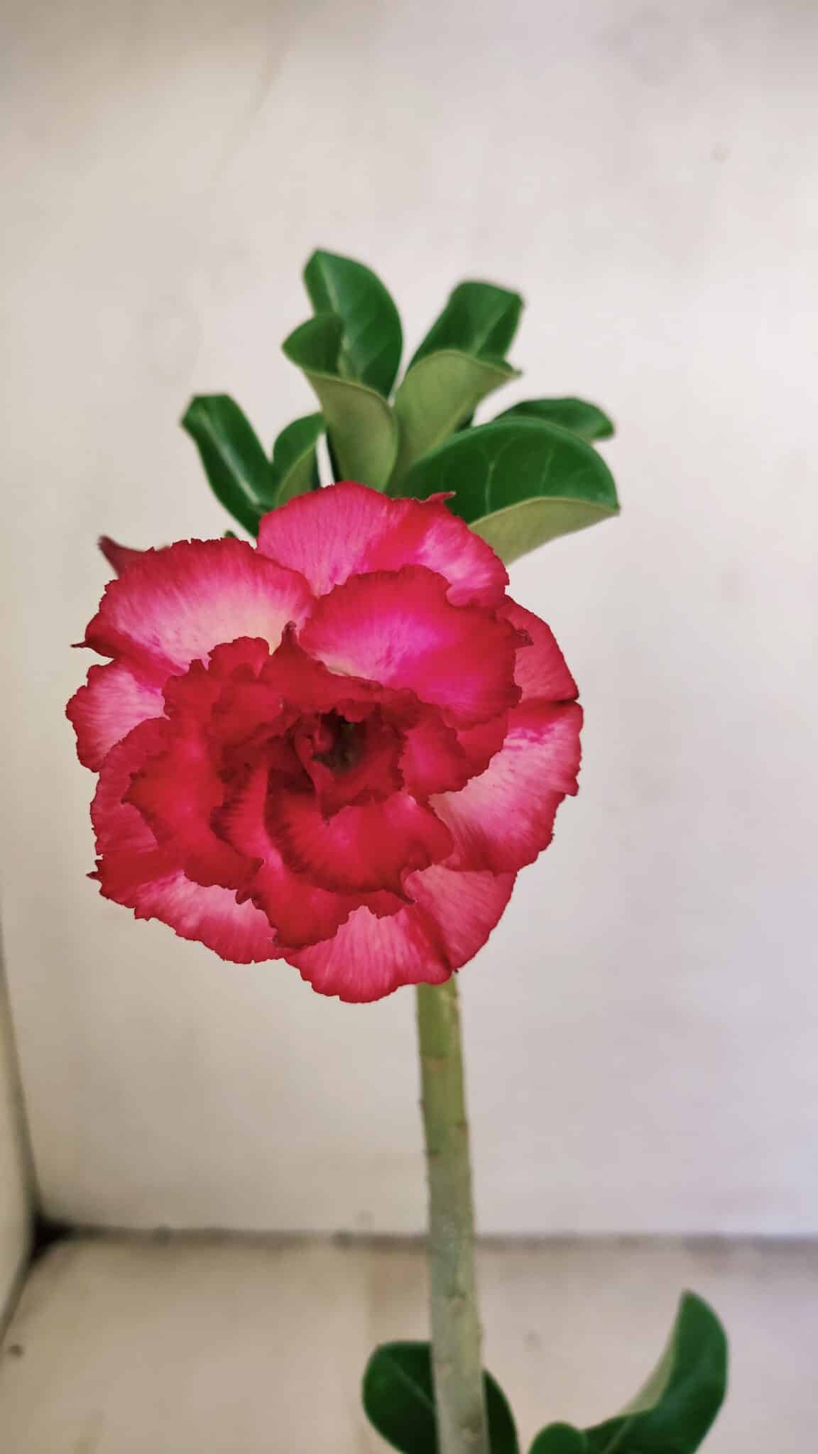 Planta Dobrada 3476 – 30cm – 02 anos - foto 3
