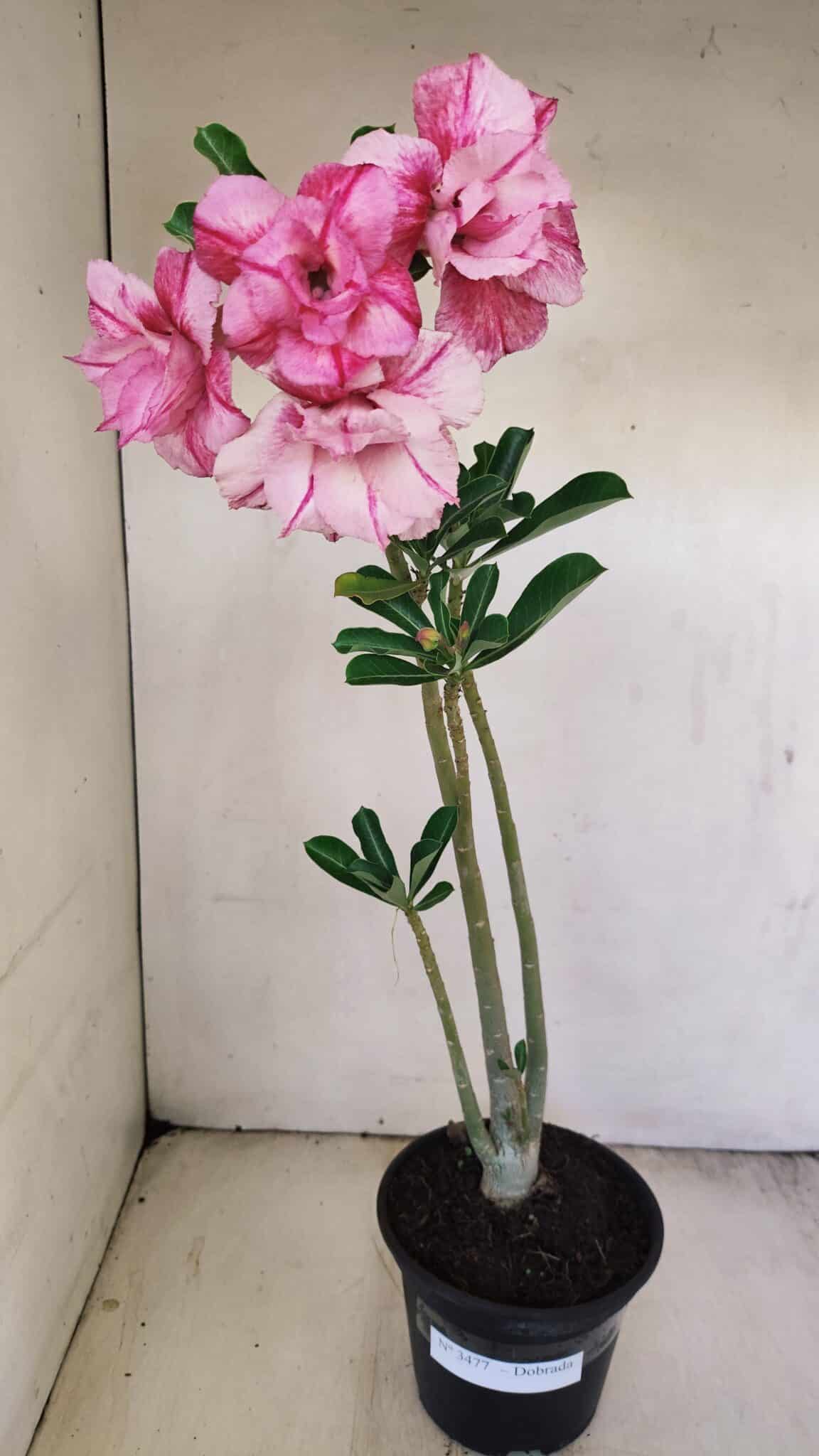 Planta Dobrada 3477 – 35cm – 03 anos - foto 2