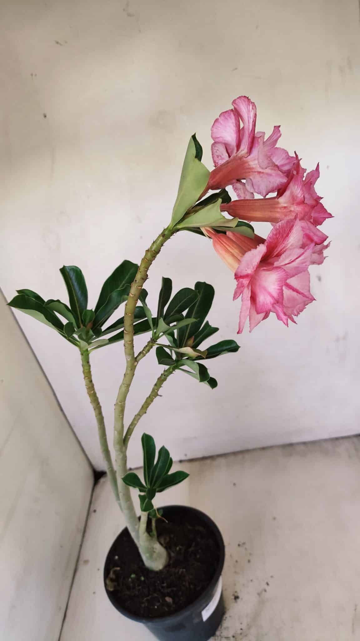 Planta Dobrada 3477 – 35cm – 03 anos - foto 7