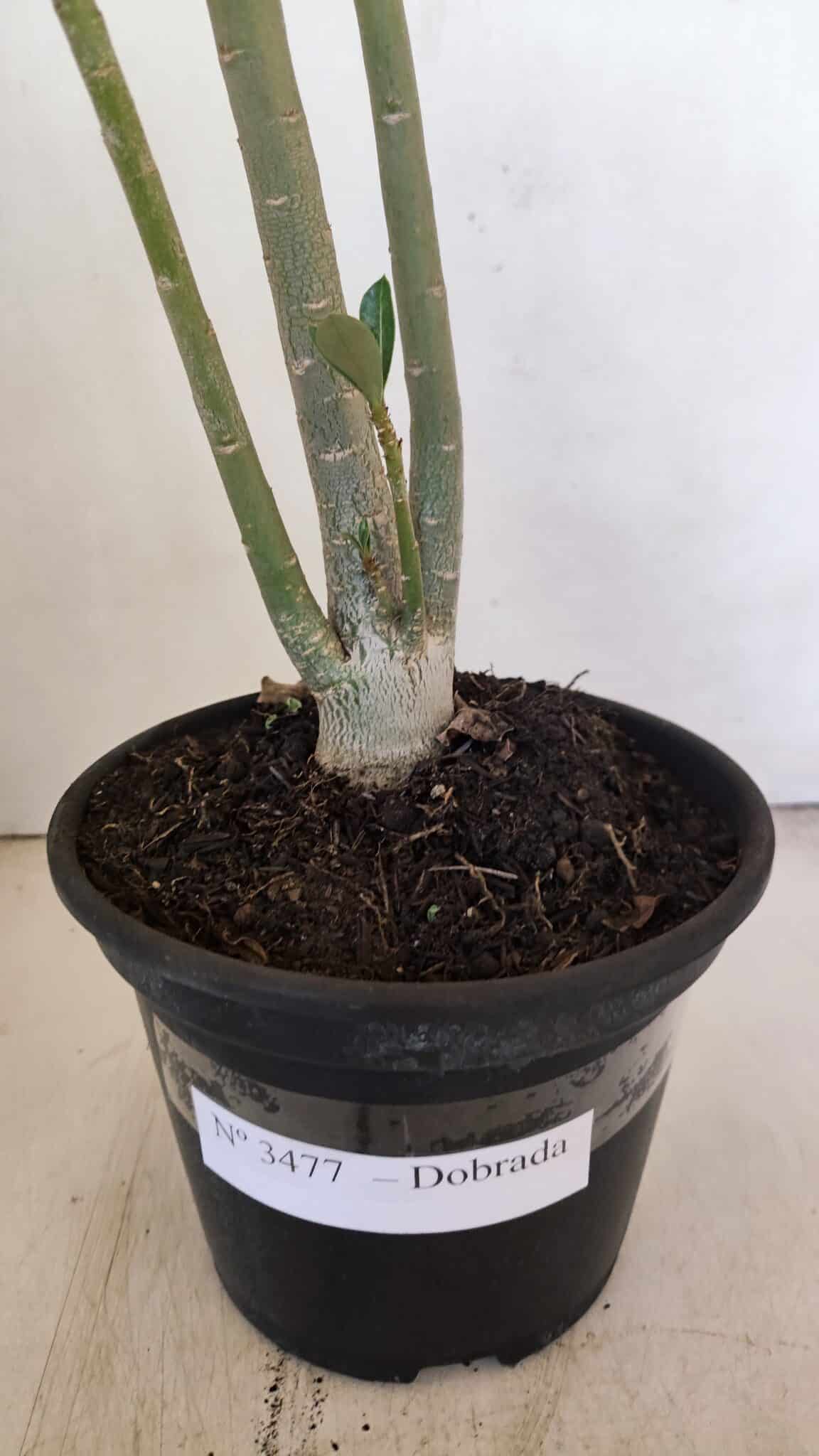 Planta Dobrada 3477 – 35cm – 03 anos - foto 6