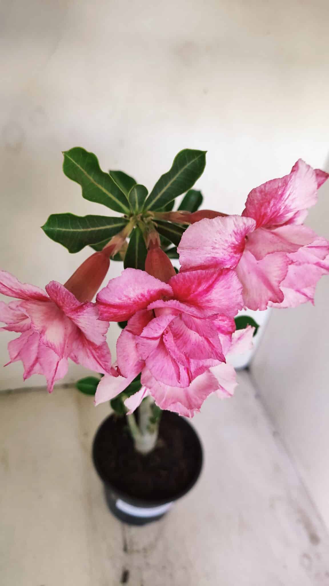 Planta Dobrada 3477 – 35cm – 03 anos - foto 5