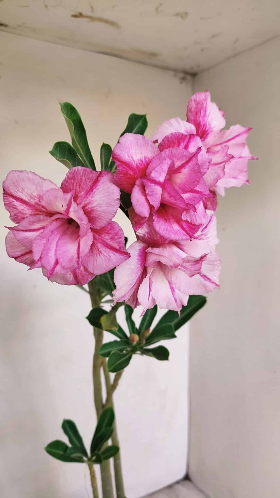 Planta Dobrada 3477 – 35cm – 03 anos - foto 4