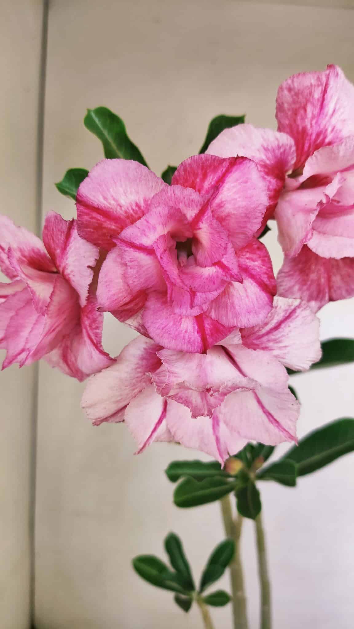 Planta Dobrada 3477 – 35cm – 03 anos - foto 3