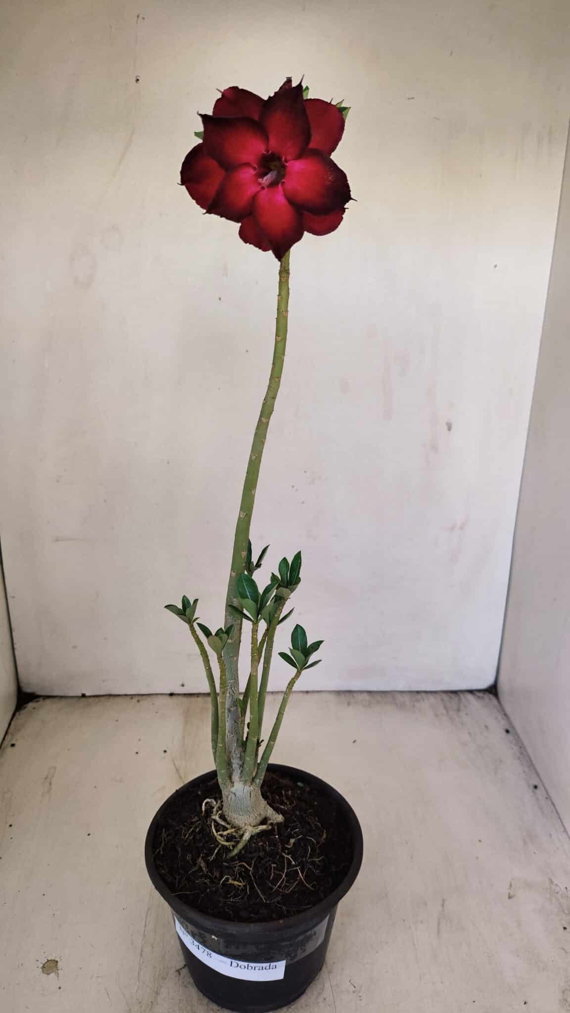 Planta Dobrada 3478 – 30cm – 02 anos - foto 2
