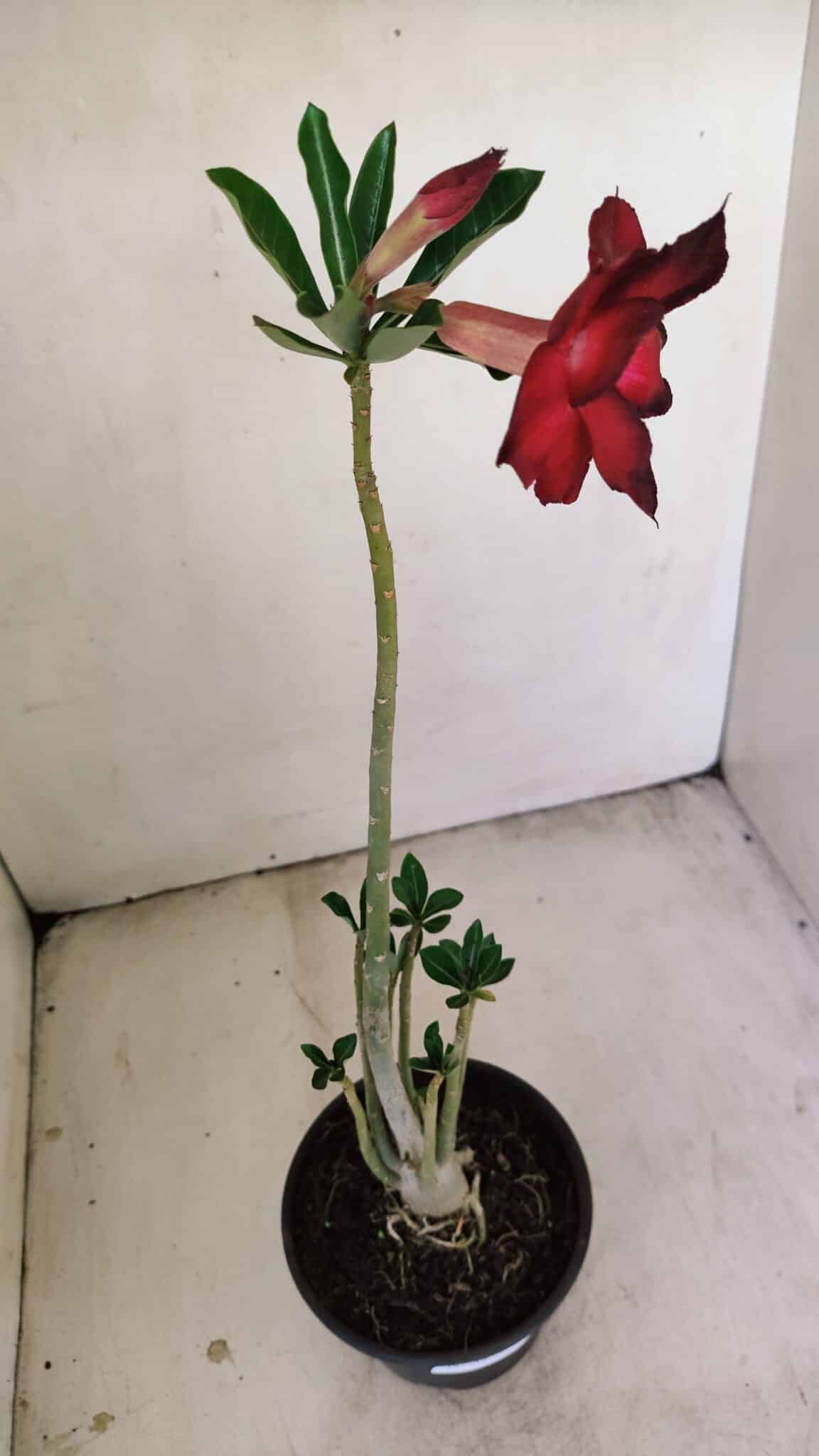 Planta Dobrada 3478 – 30cm – 02 anos - foto 6