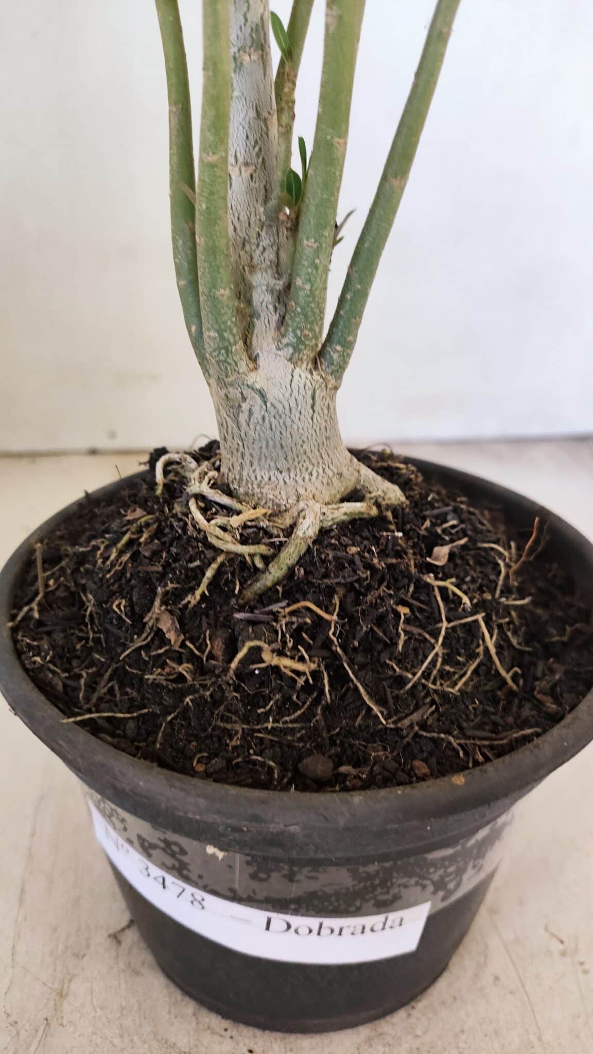 Planta Dobrada 3478 – 30cm – 02 anos - foto 5