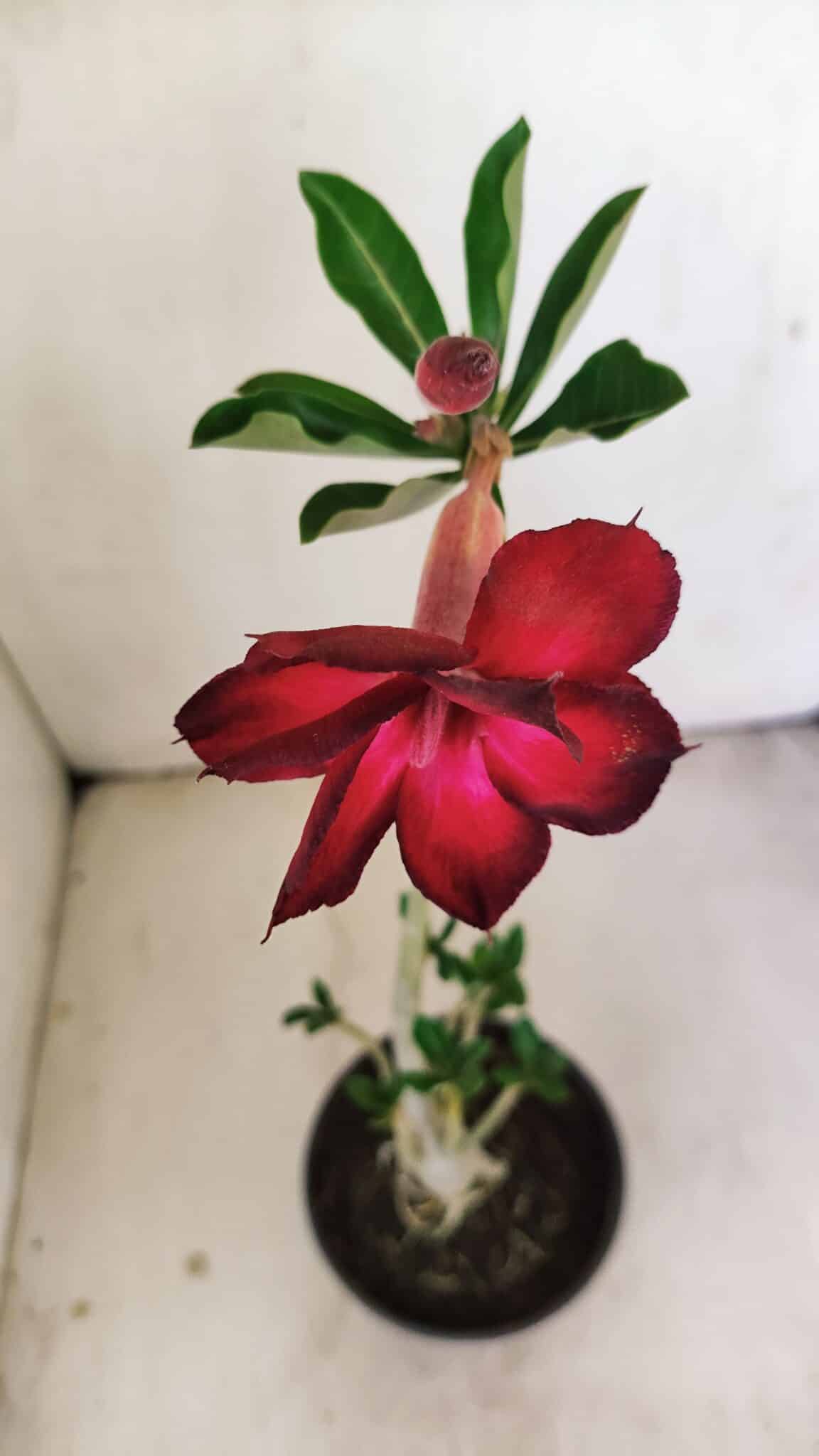 Planta Dobrada 3478 – 30cm – 02 anos - foto 4