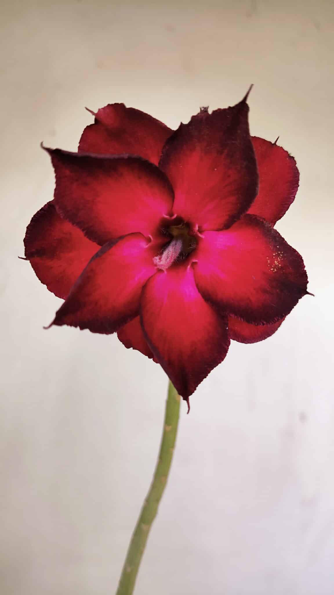 Planta Dobrada 3478 – 30cm – 02 anos - foto 3