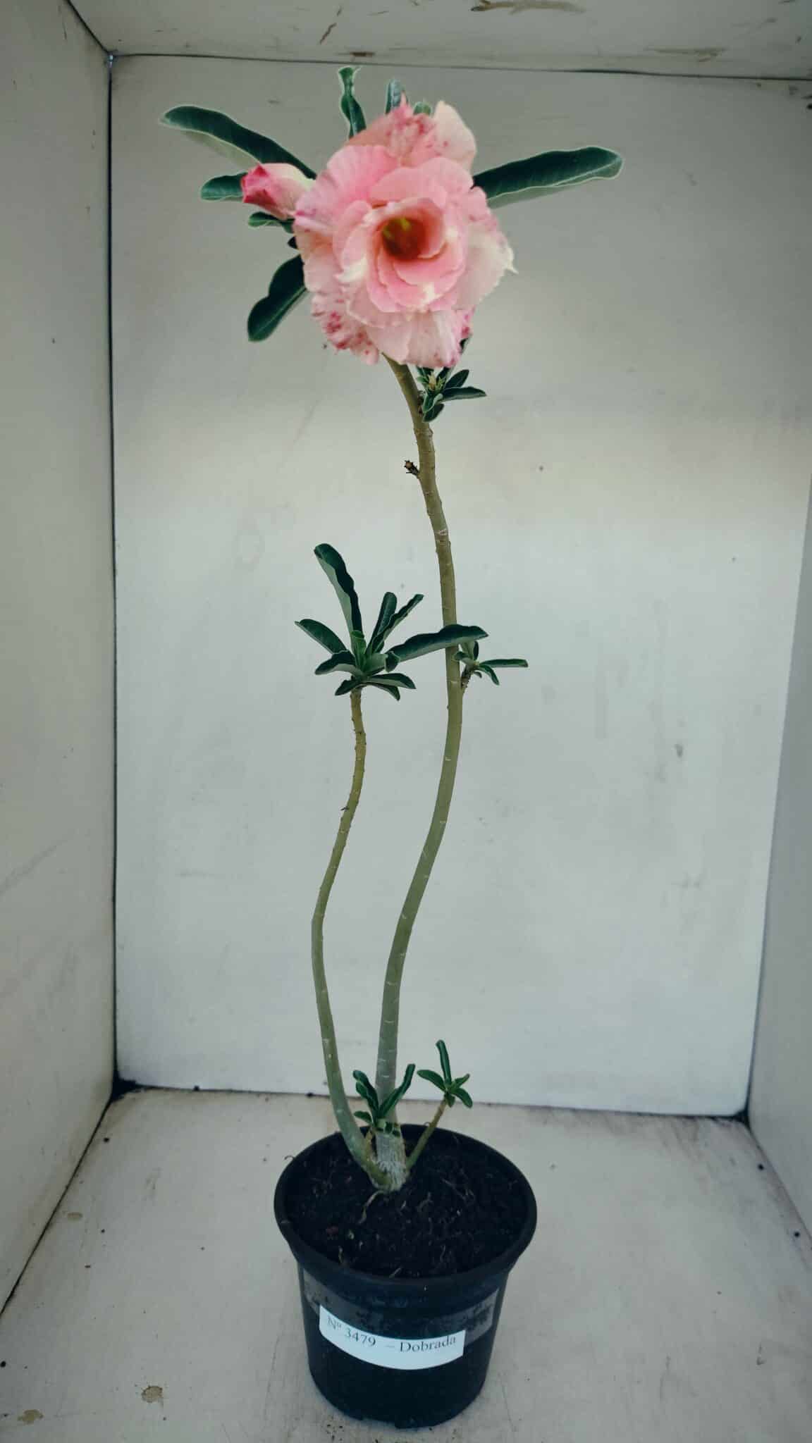 Planta Dobrada 3479 – 35cm – 03 anos - foto 2