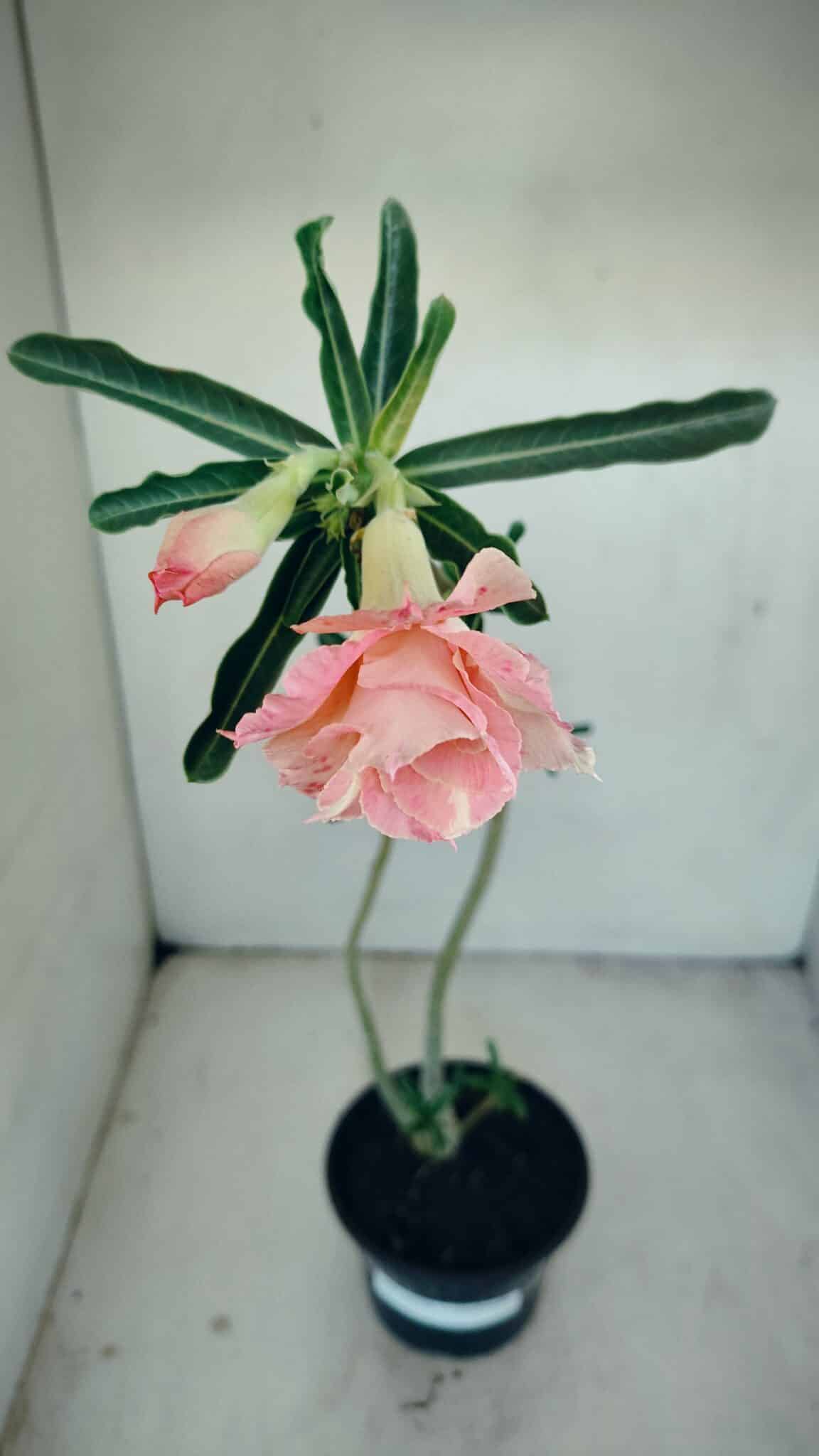 Planta Dobrada 3479 – 35cm – 03 anos - foto 4