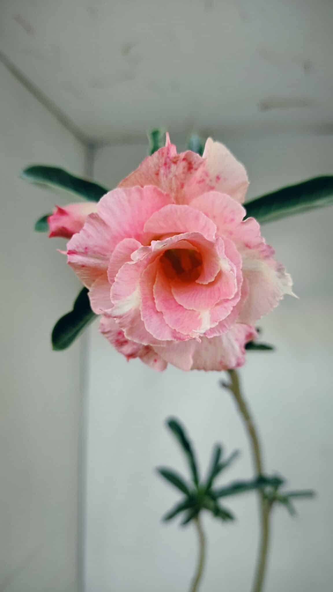 Planta Dobrada 3479 – 35cm – 03 anos - foto 3