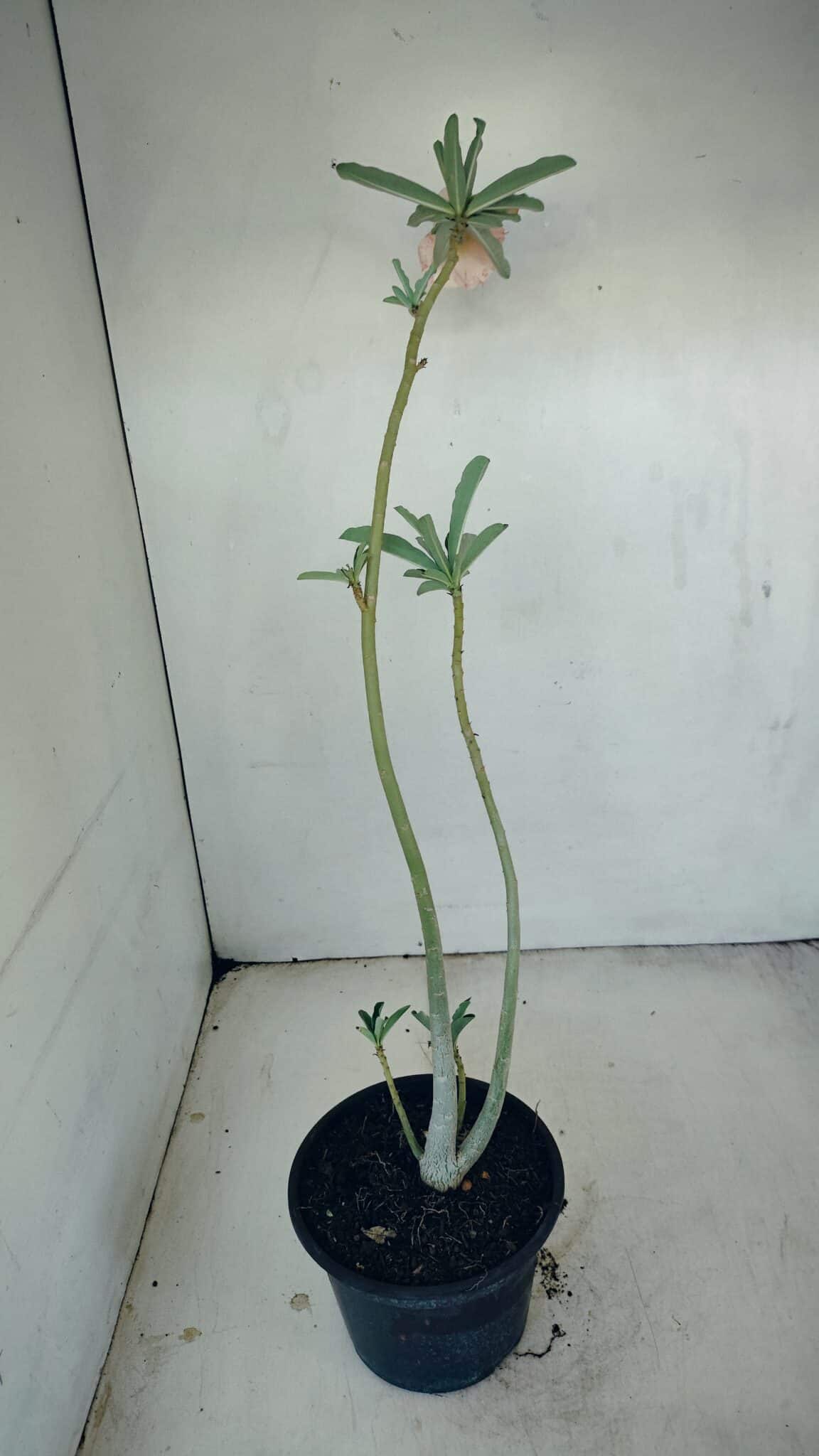 Planta Dobrada 3479 – 35cm – 03 anos - foto 7