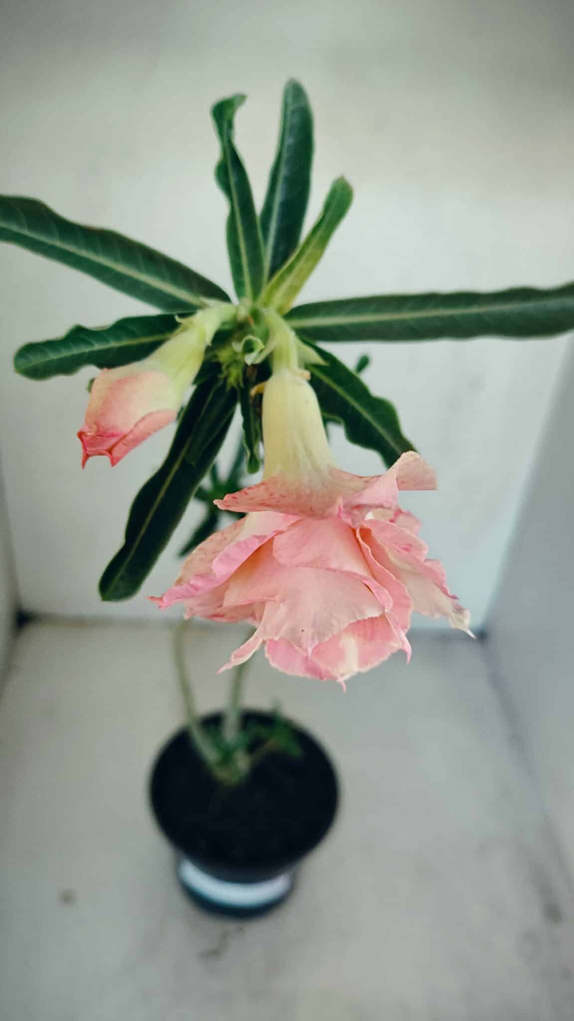Planta Dobrada 3479 – 35cm – 03 anos - foto 6