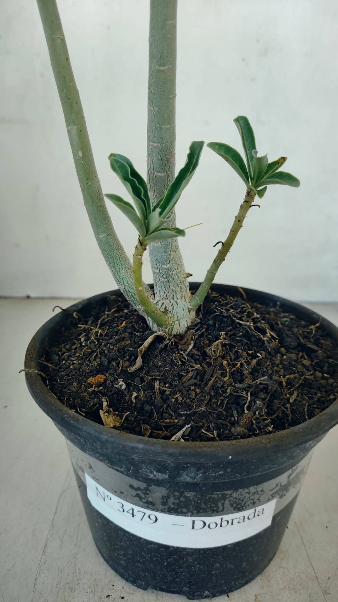 Planta Dobrada 3479 – 35cm – 03 anos - foto 5