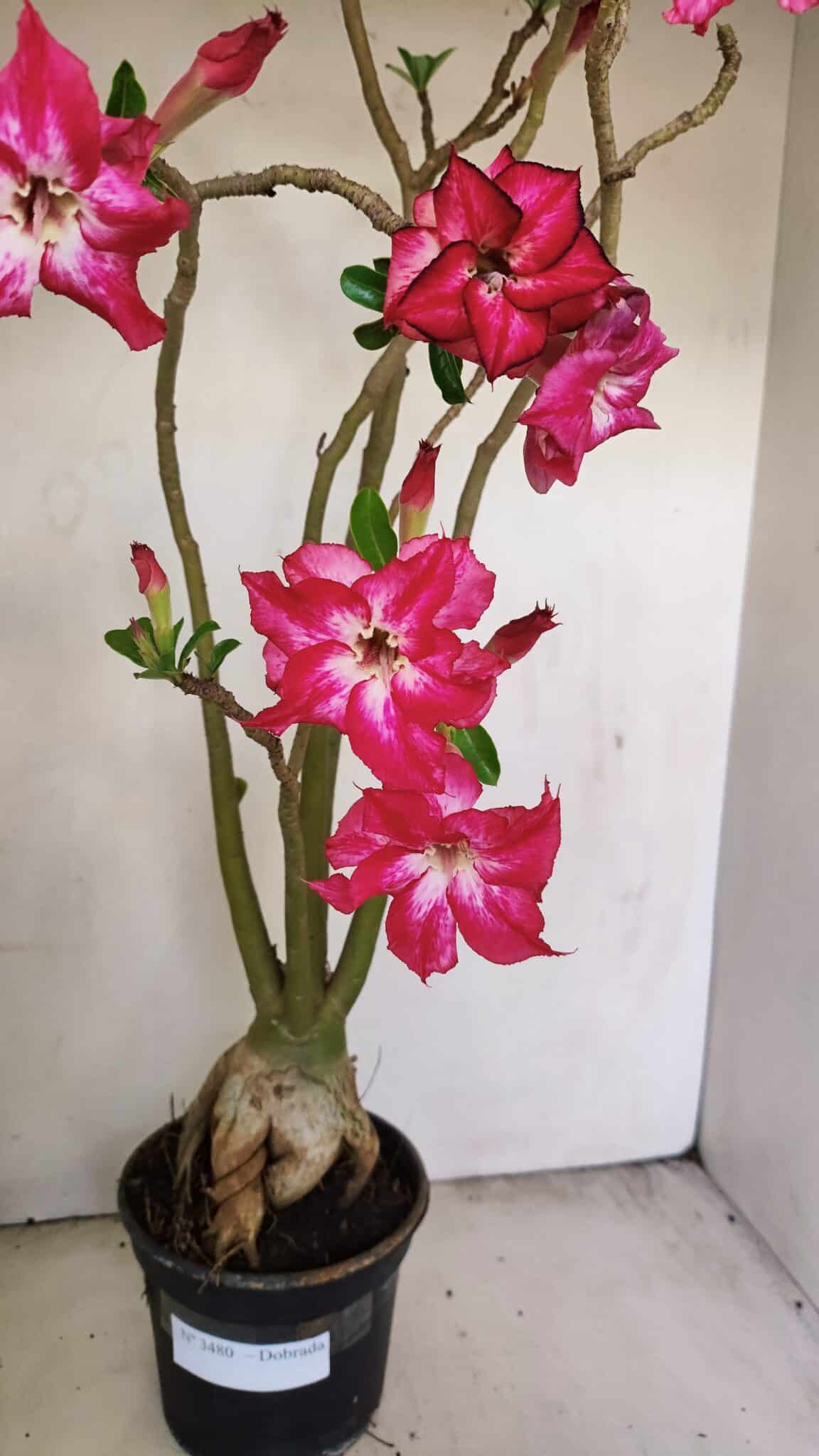 Planta Dobrada 3480 – 35cm – 03 anos - foto 2
