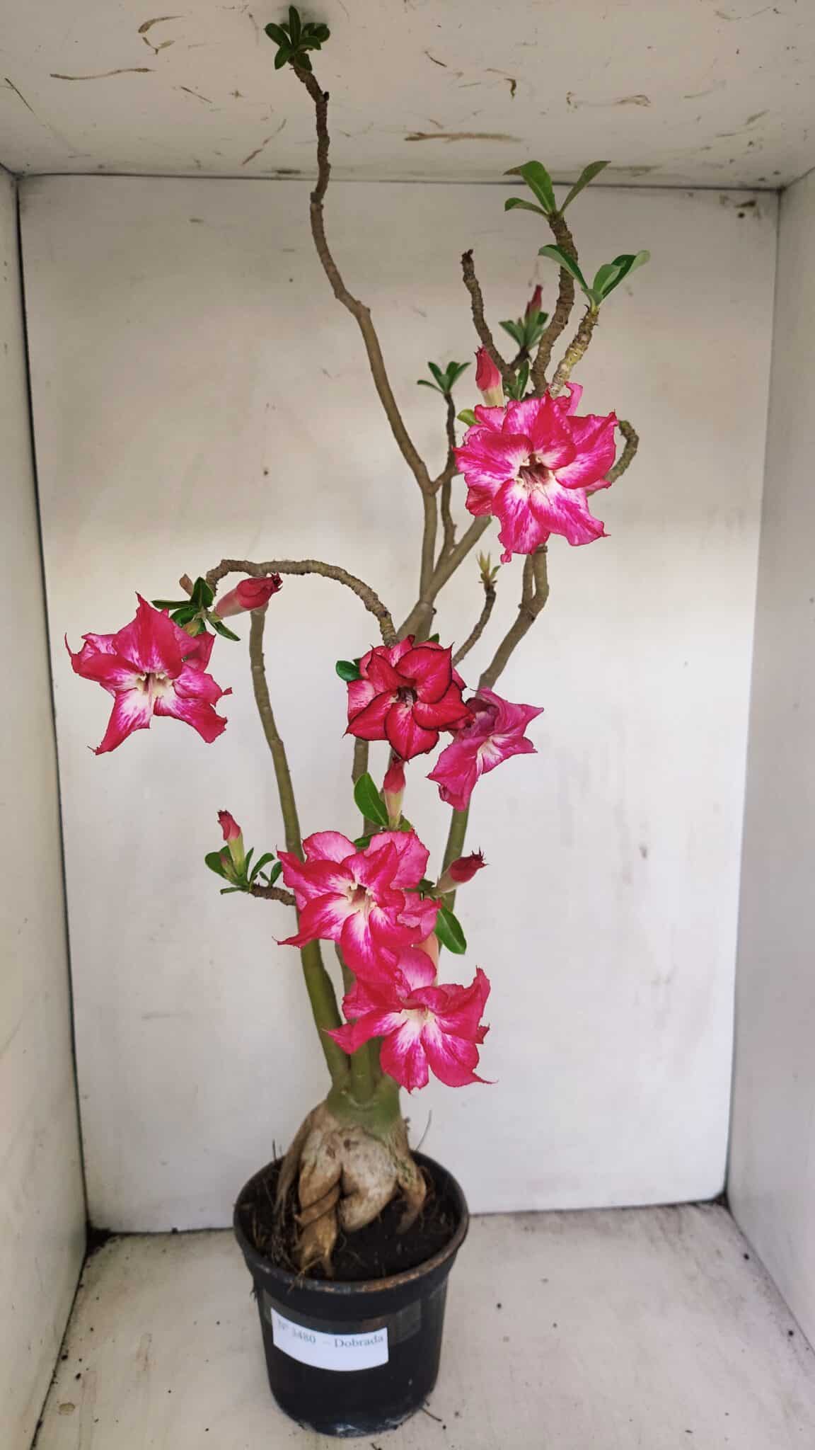 Planta Dobrada 3480 – 35cm – 03 anos - foto 4