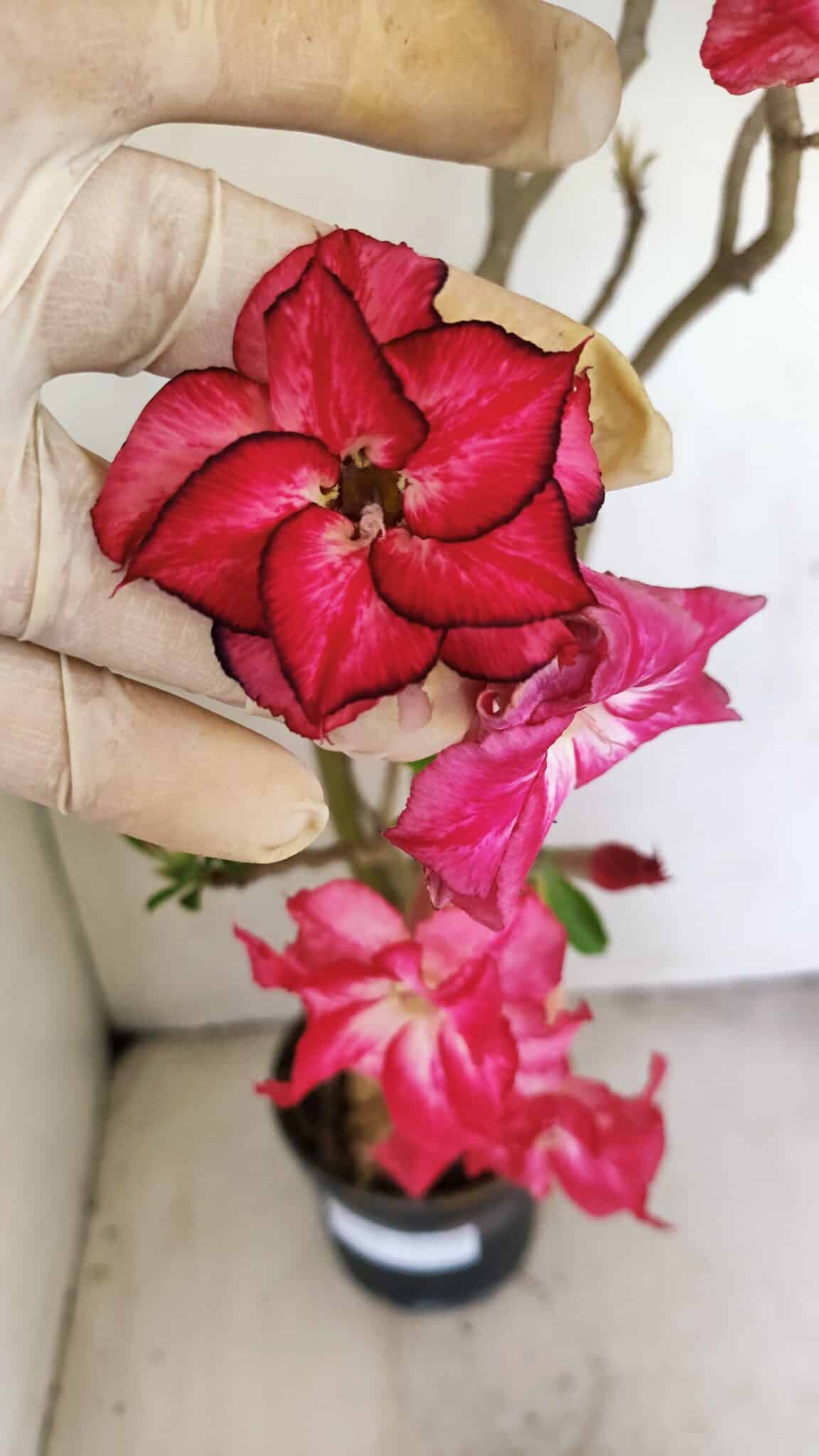 Planta Dobrada 3480 – 35cm – 03 anos - foto 3