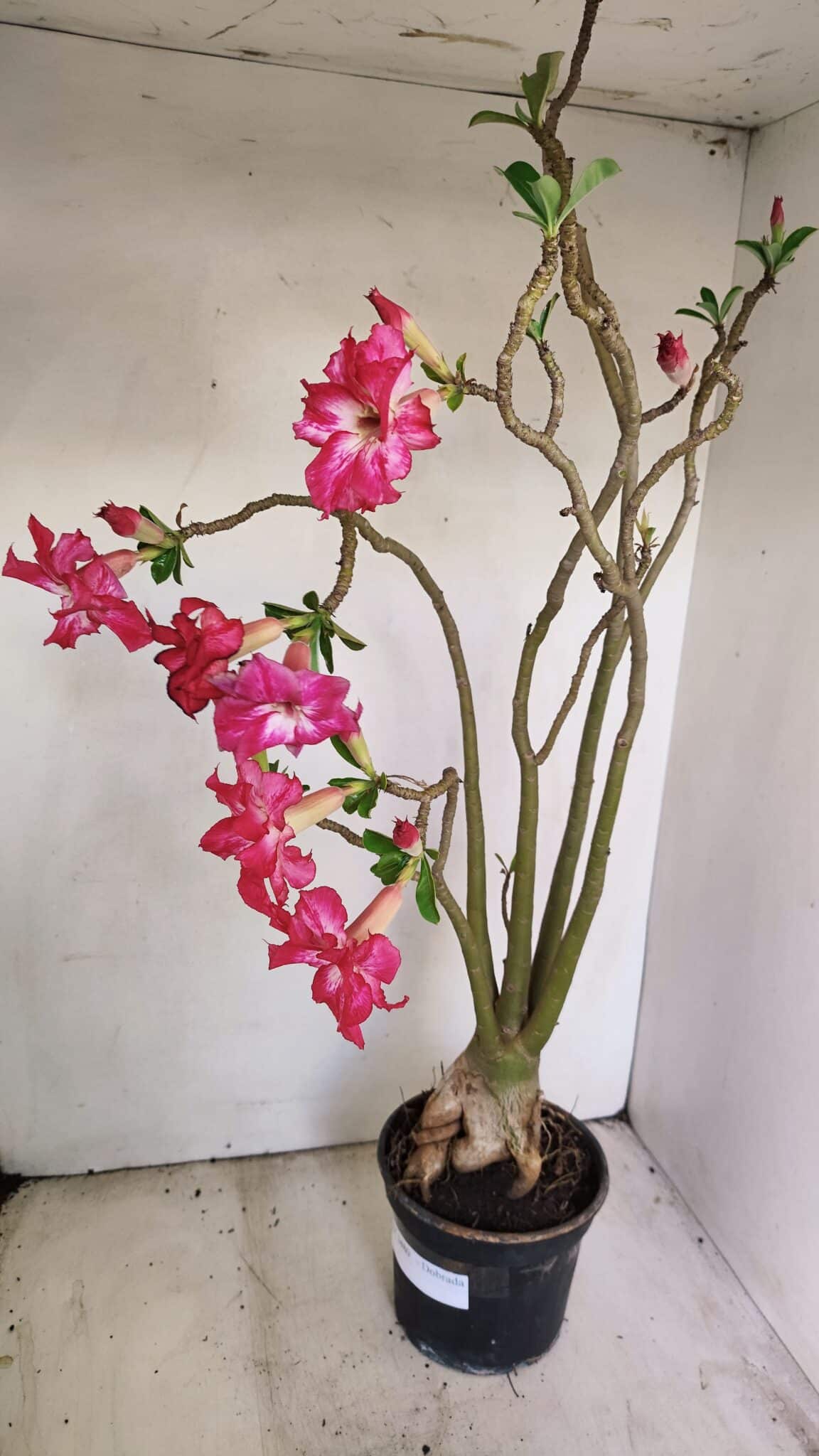 Planta Dobrada 3480 – 35cm – 03 anos - foto 5