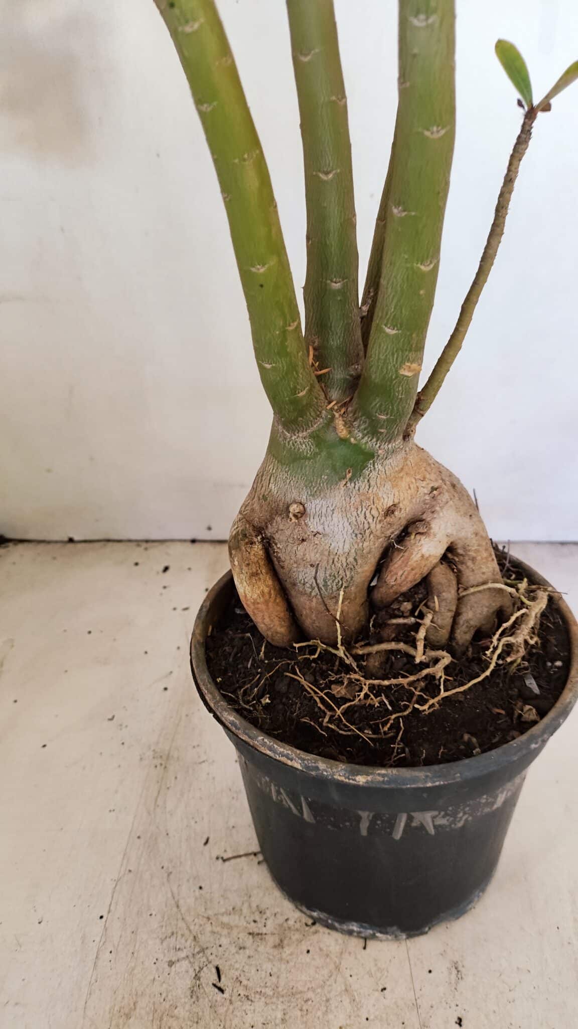 Planta Dobrada 3480 – 35cm – 03 anos - foto 9