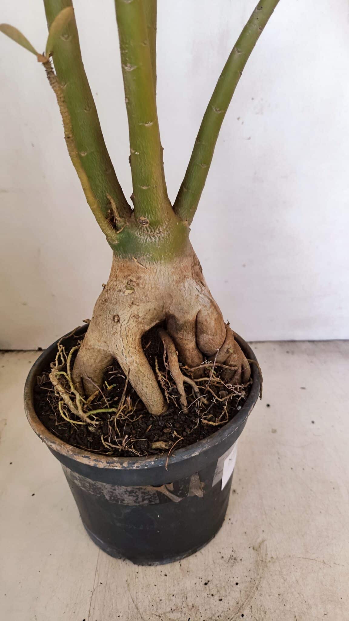 Planta Dobrada 3480 – 35cm – 03 anos - foto 8