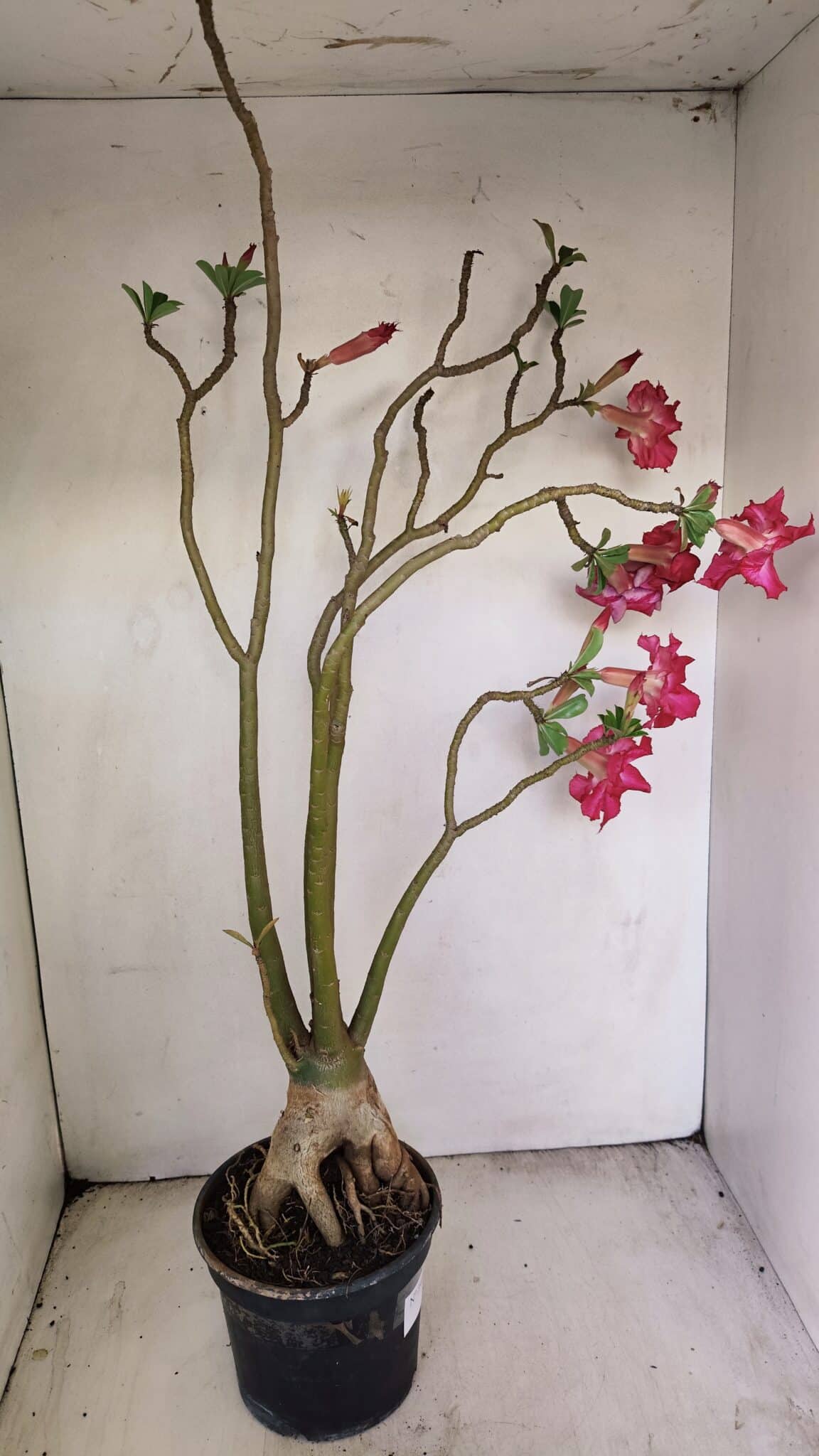 Planta Dobrada 3480 – 35cm – 03 anos - foto 7