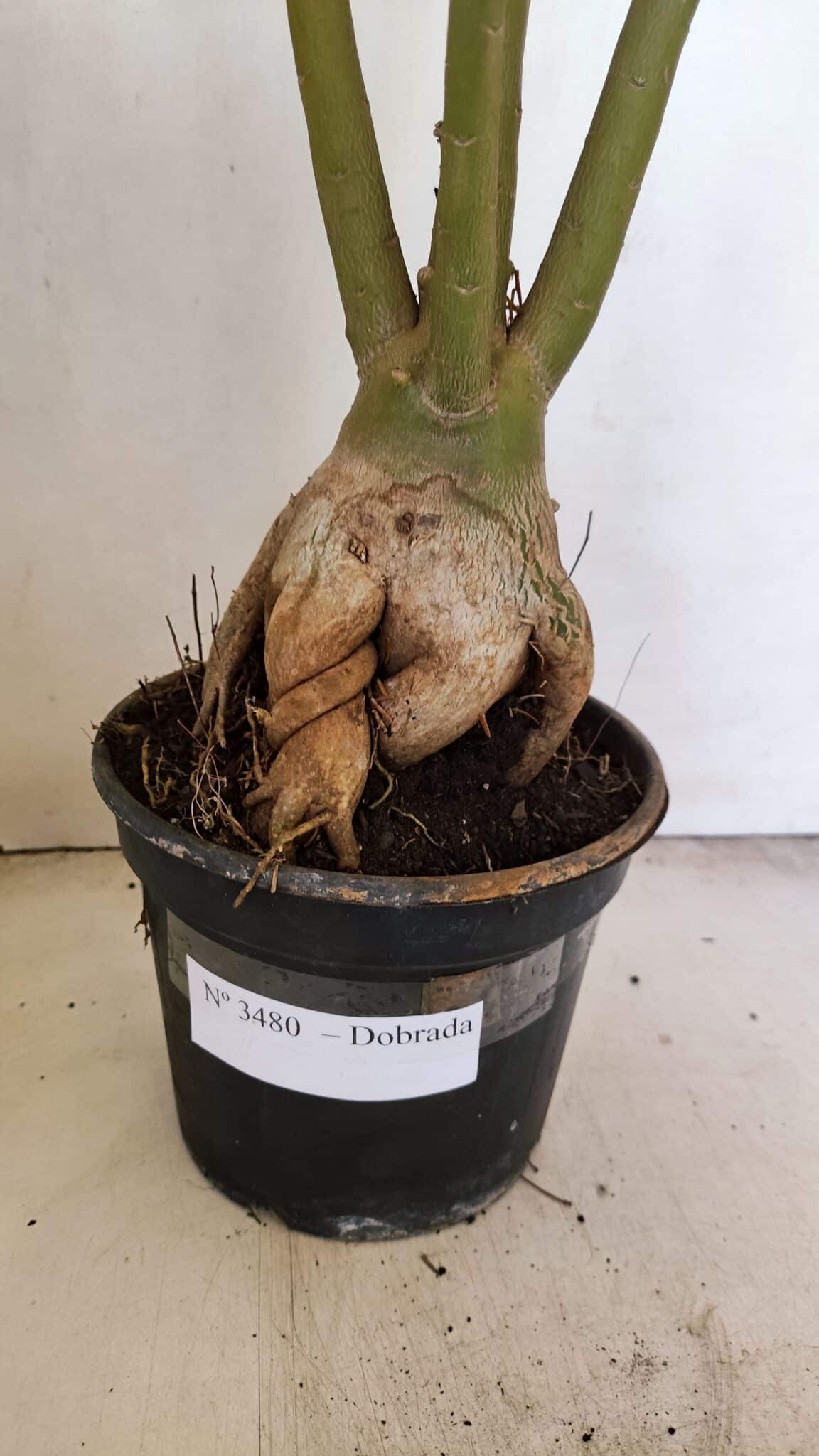 Planta Dobrada 3480 – 35cm – 03 anos - foto 6