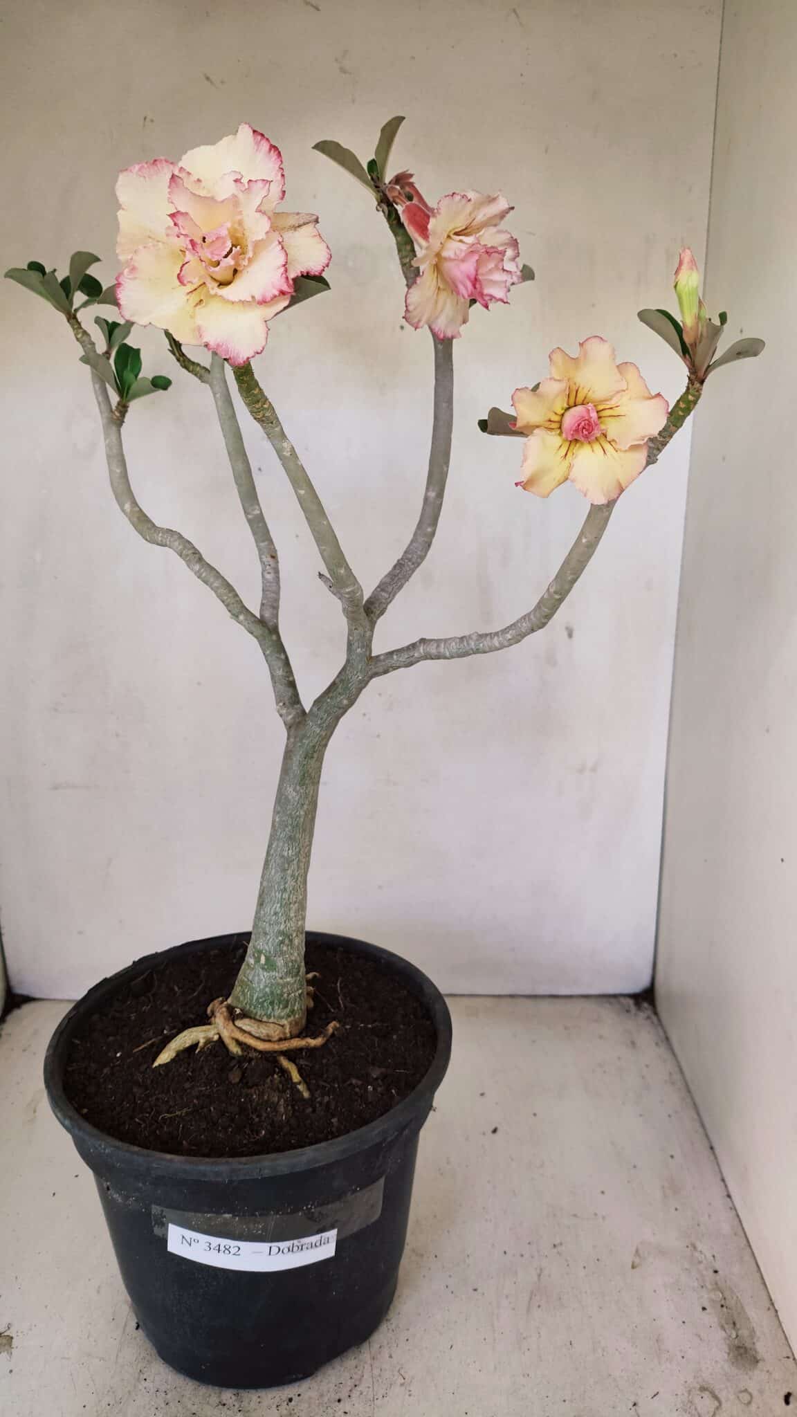 Planta Dobrada 3482 – 45cm – 04 anos - foto 2