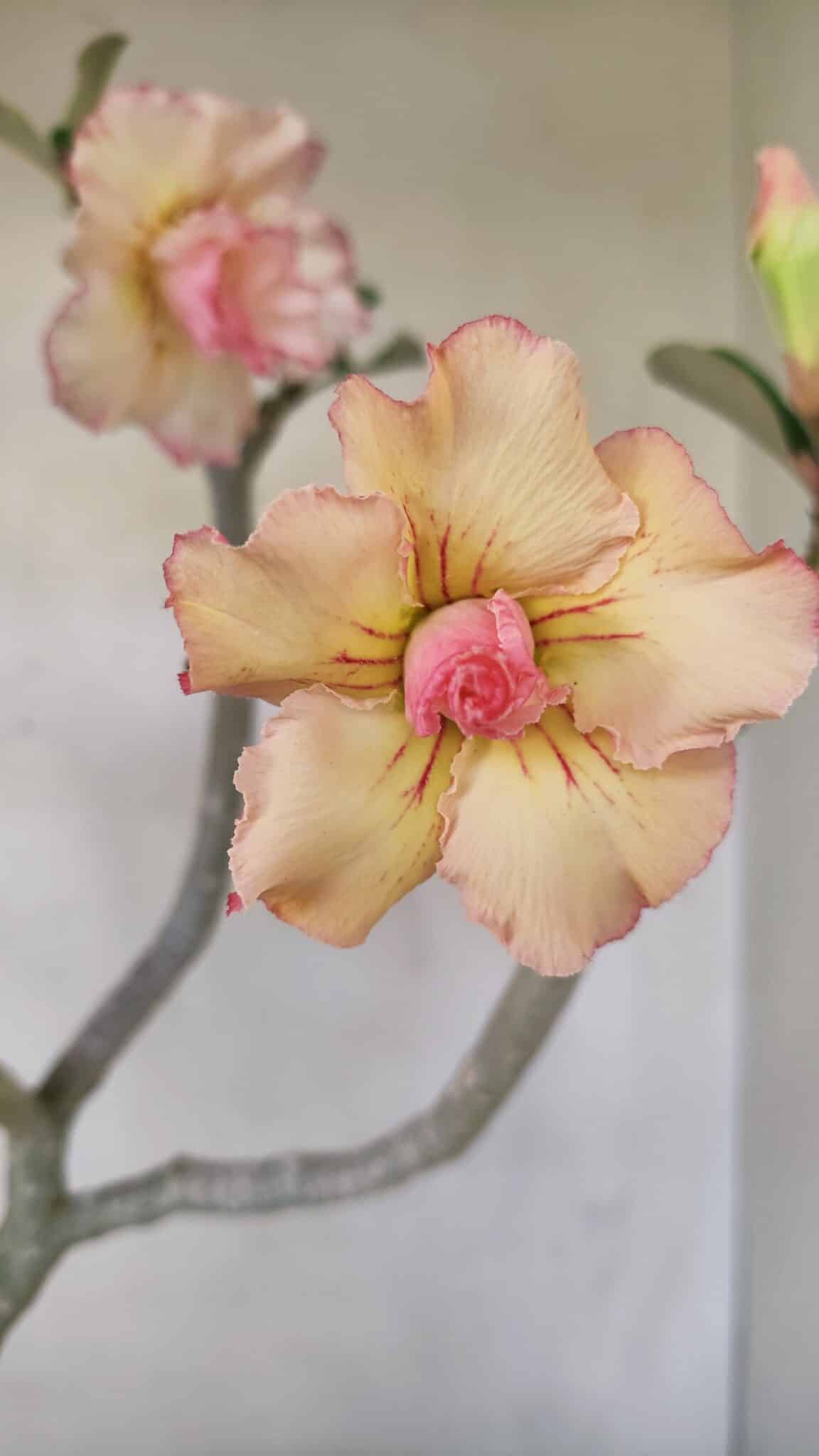 Planta Dobrada 3482 – 45cm – 04 anos - foto 3